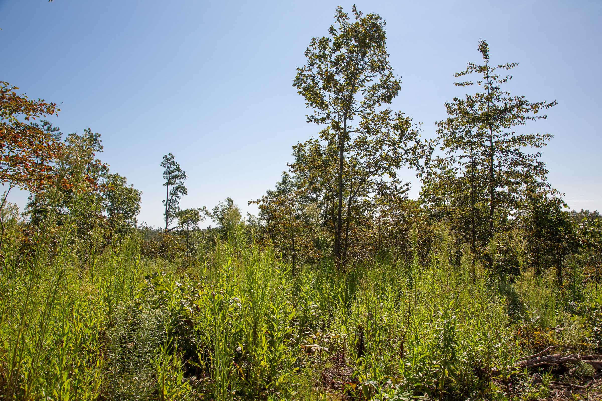 Borgmann’s Hollow Phase II Tract 50 photo 8