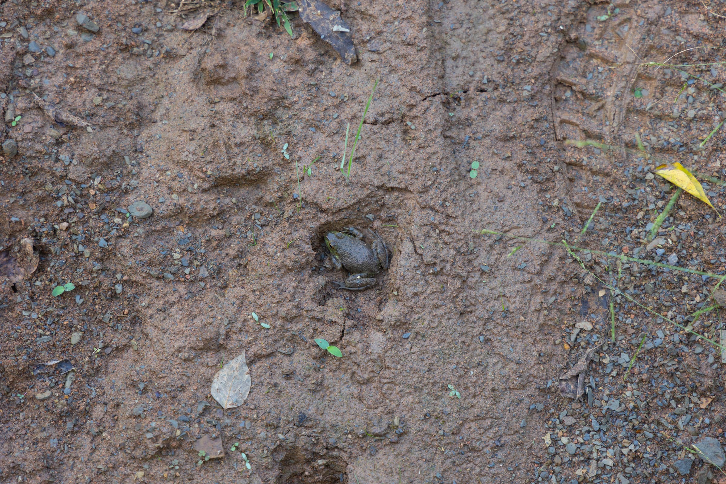 Reserves At Cattail Cove Phase II Tract 44 photo 12