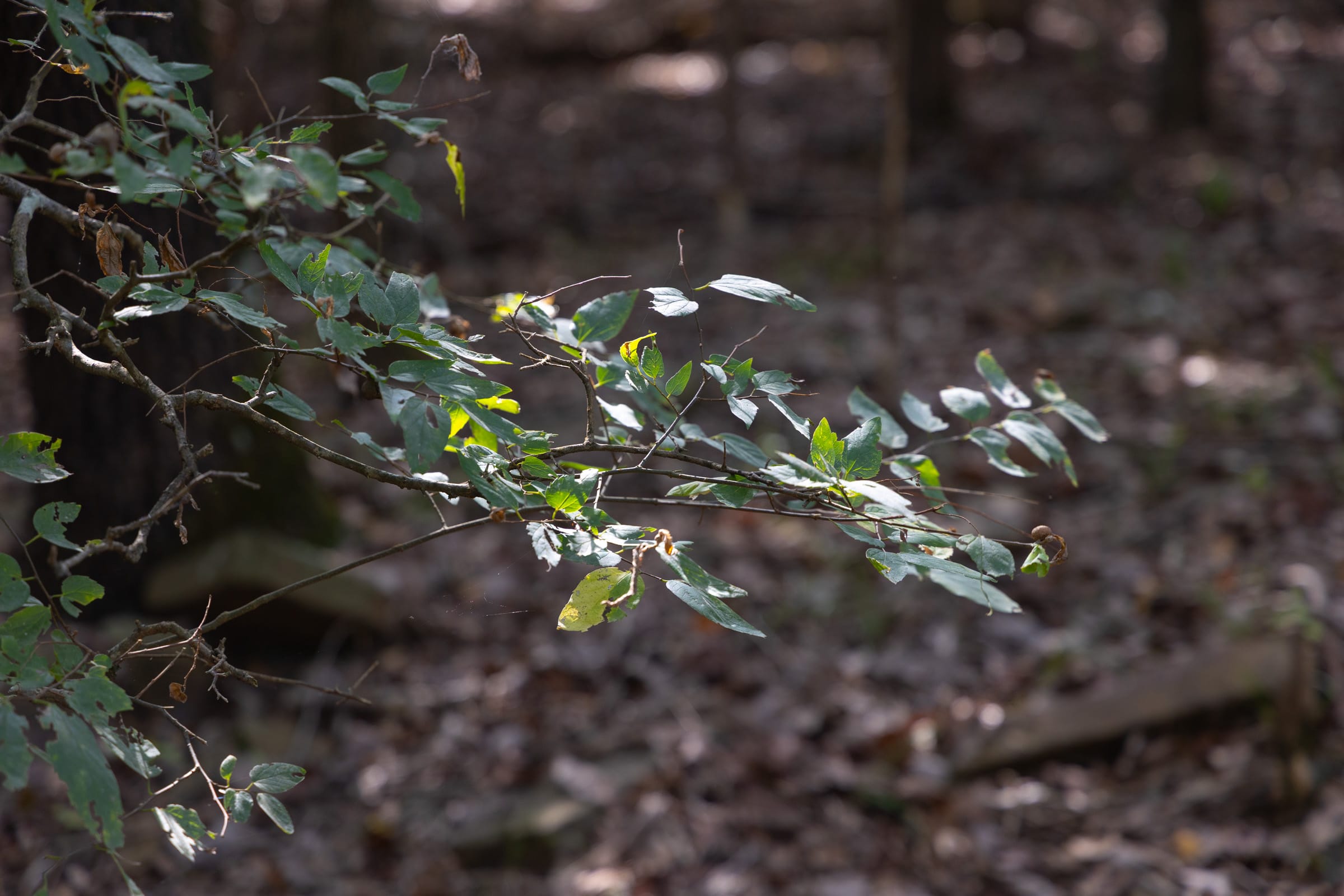 Reserves At Cattail Cove Phase II Tract 44 photo 11