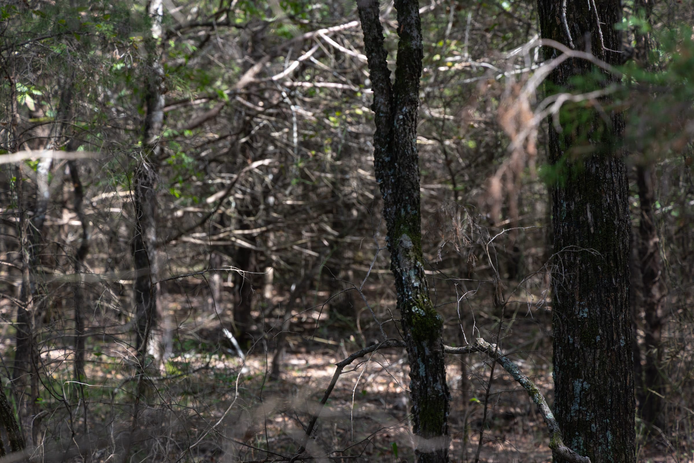 Reserves At Cattail Cove Phase II Tract 44 photo 10