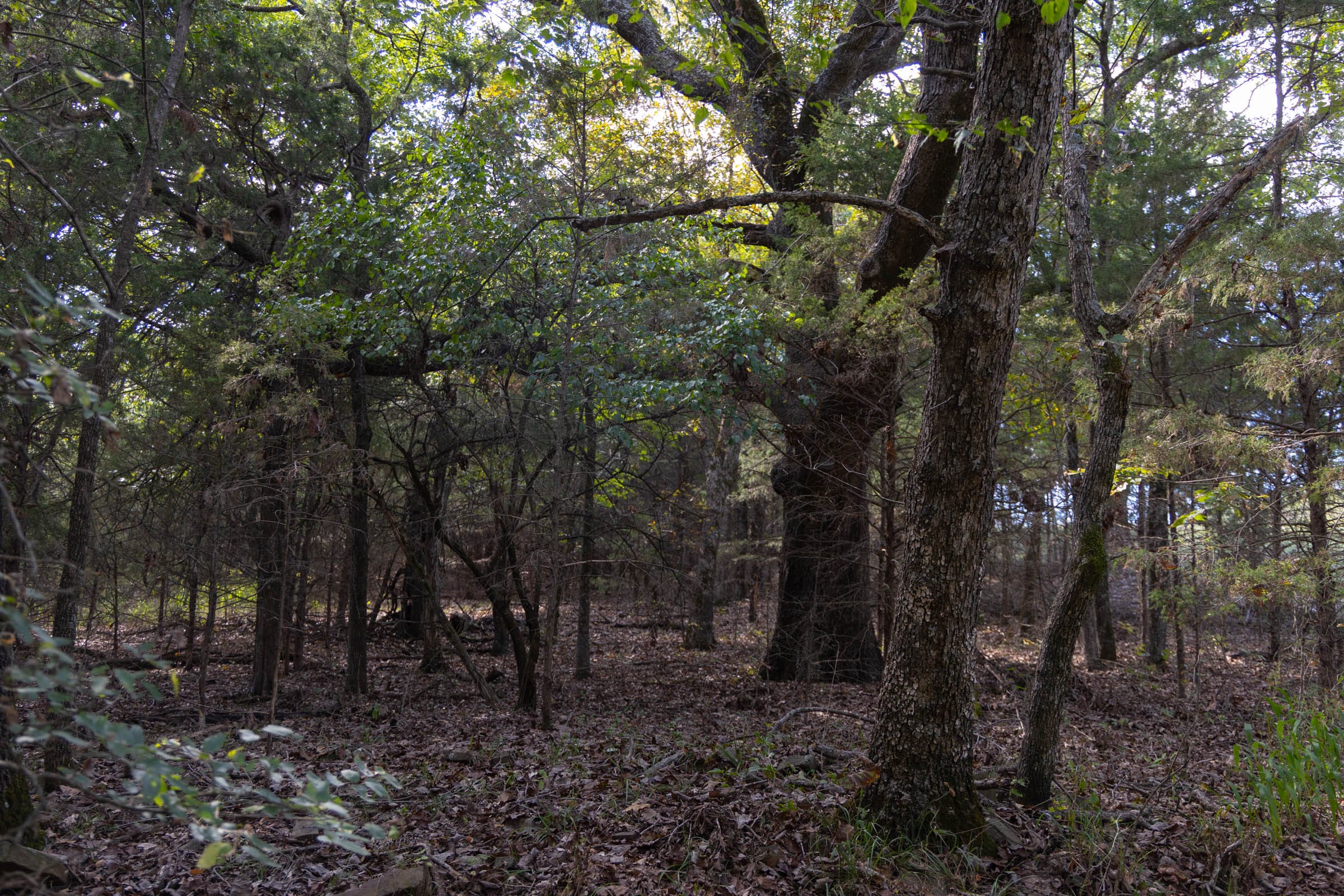 Reserves At Cattail Cove Phase II Tract 44 photo 7