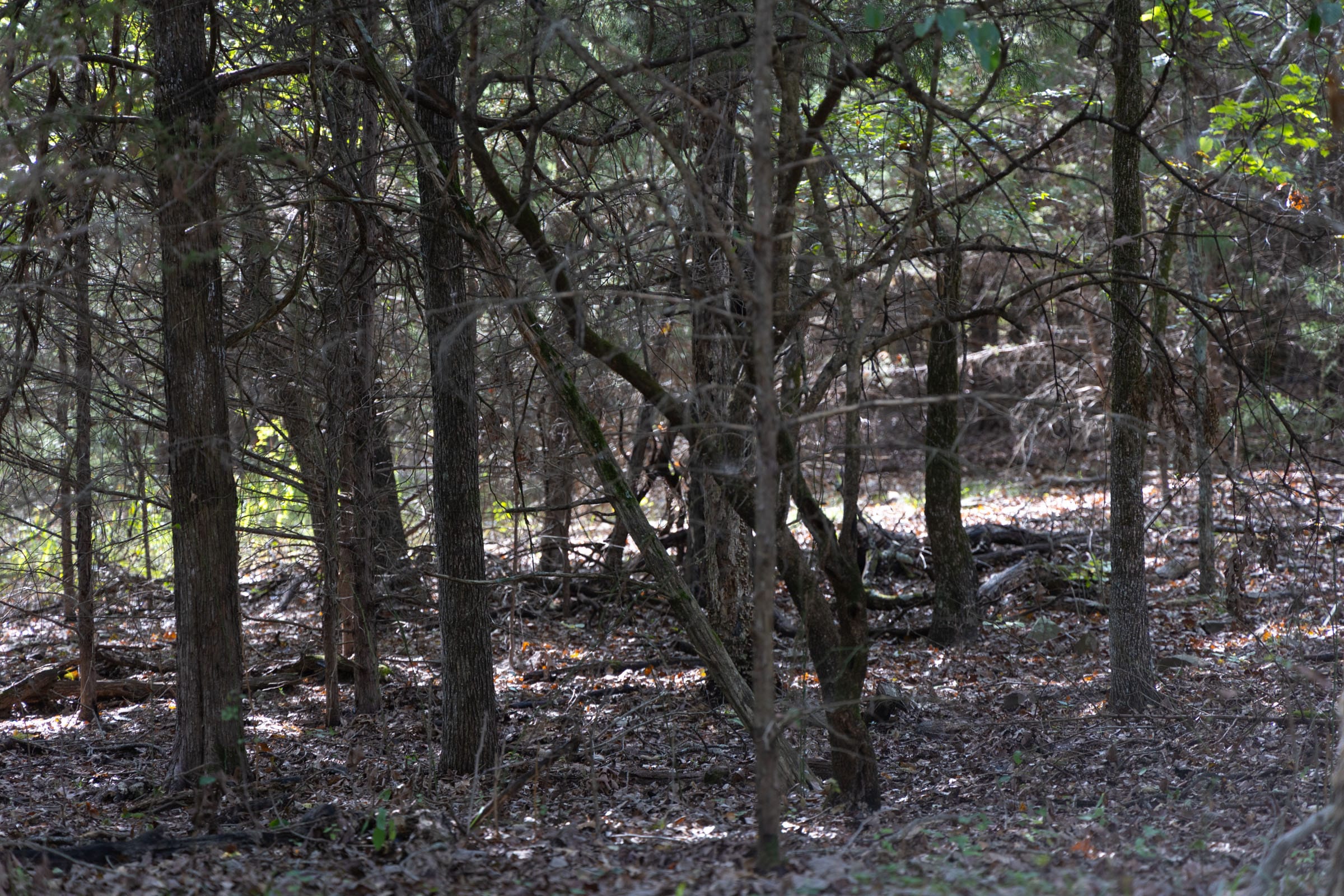 Reserves At Cattail Cove Phase II Tract 44 photo 4
