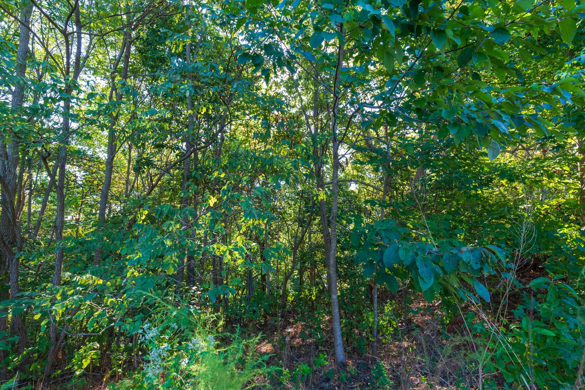 Redemption Ridge Tract 2 photo 4