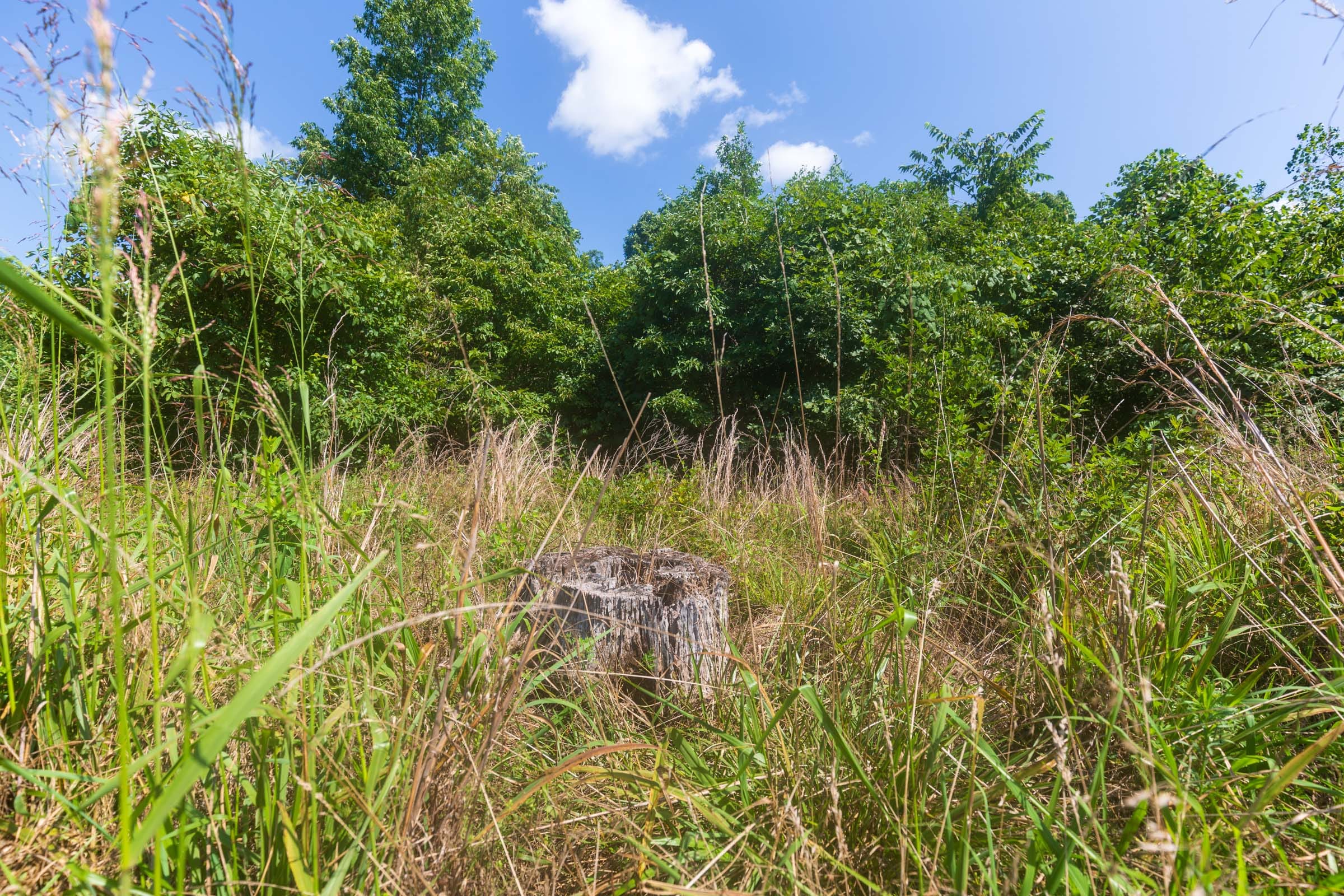 Cypress Ridge Tract 33 photo 7
