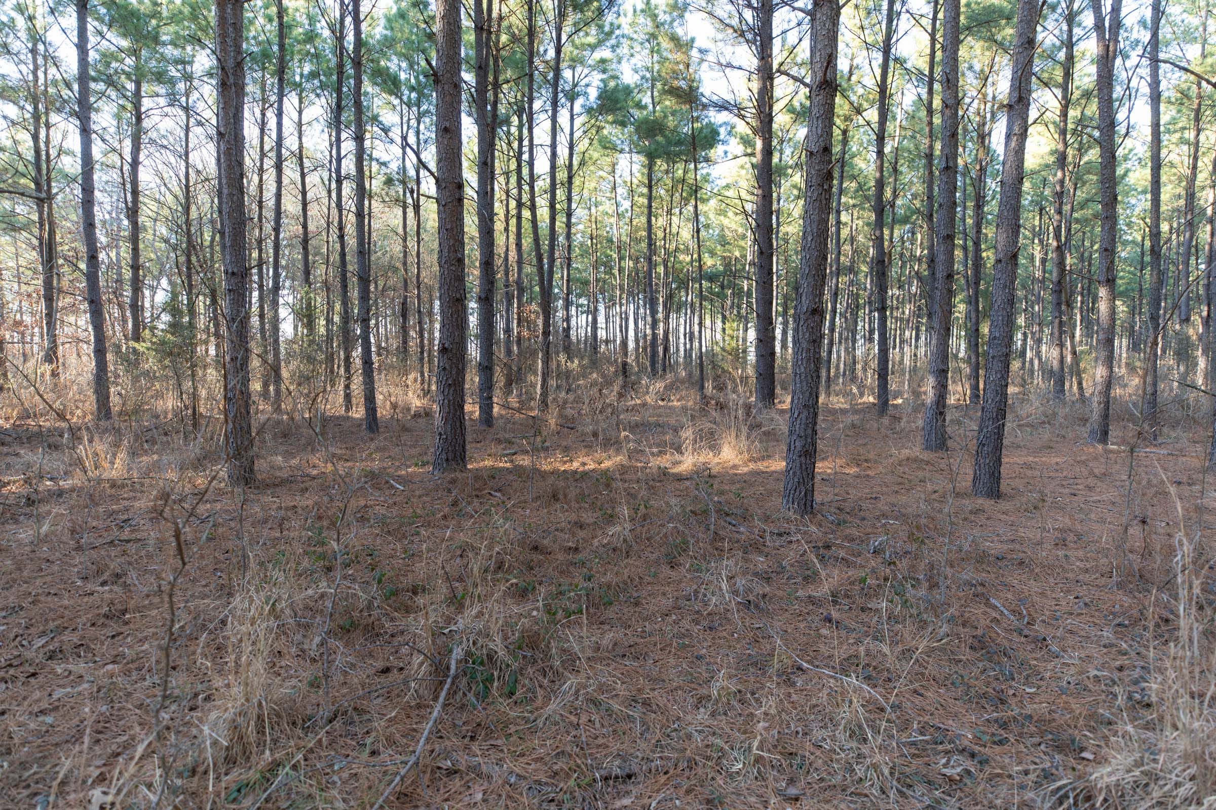 Wishing Star Ranch Tract 56 photo 2