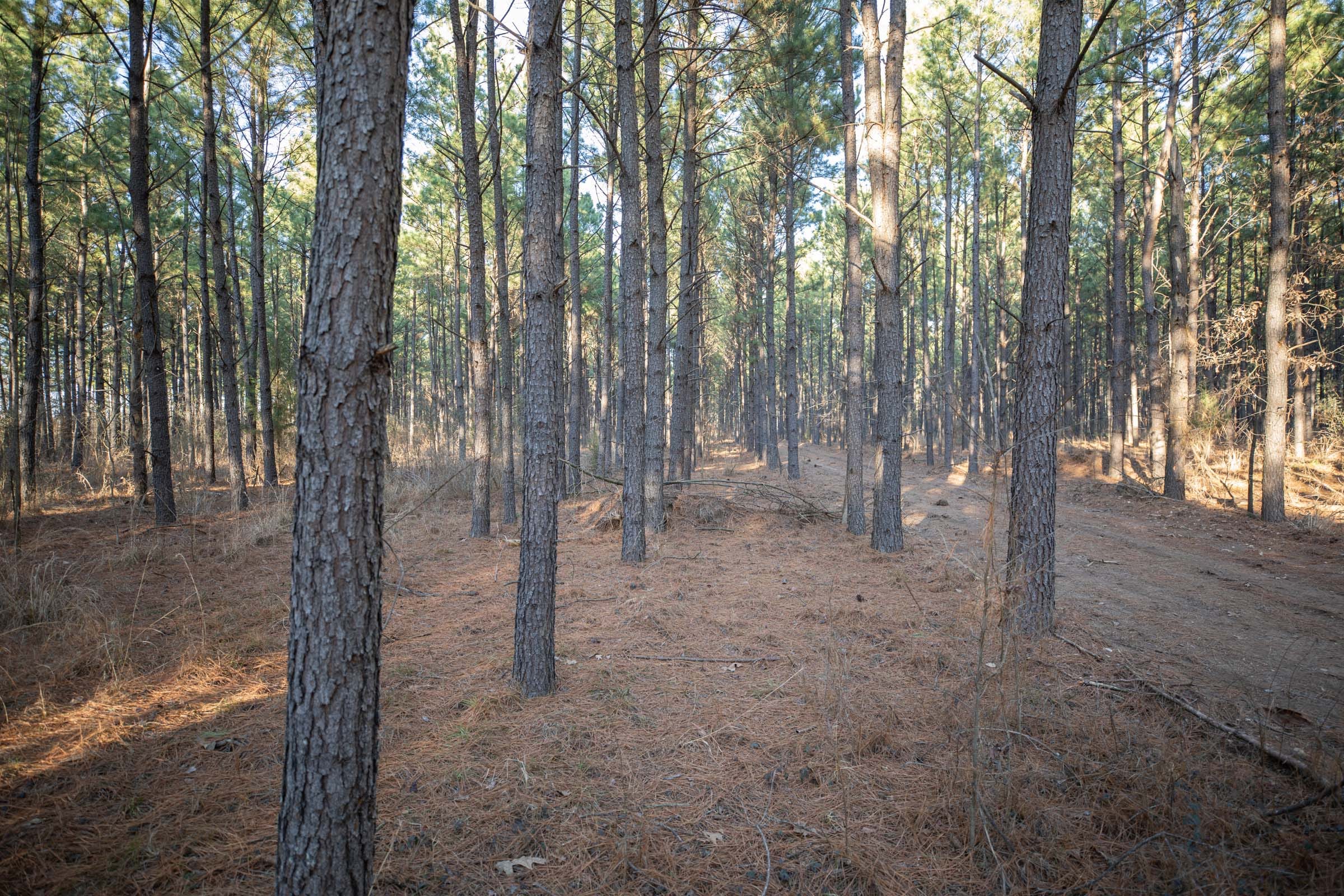 Wishing Star Ranch Tract 56 photo 4