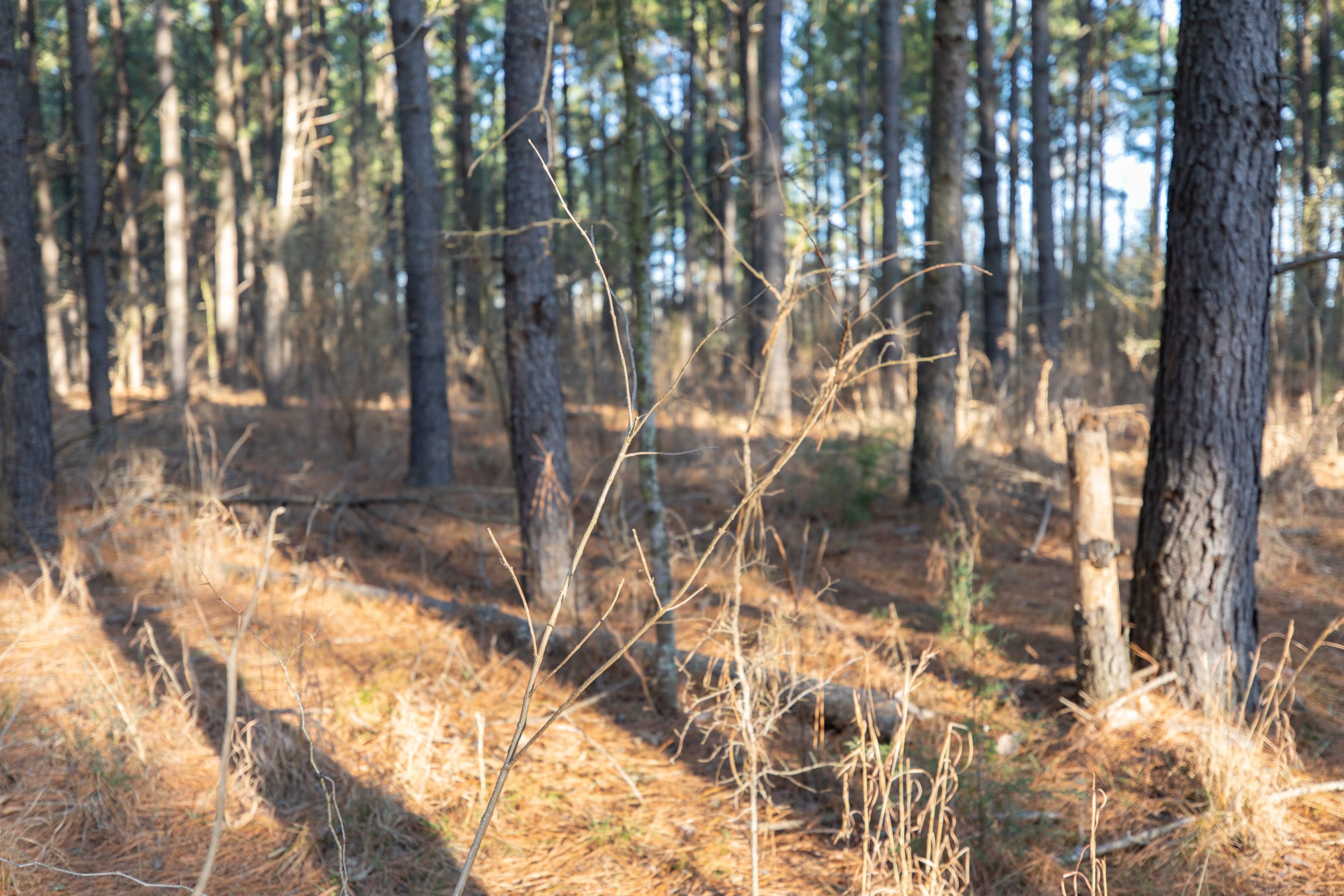 Wishing Star Ranch Tract 56 photo 7