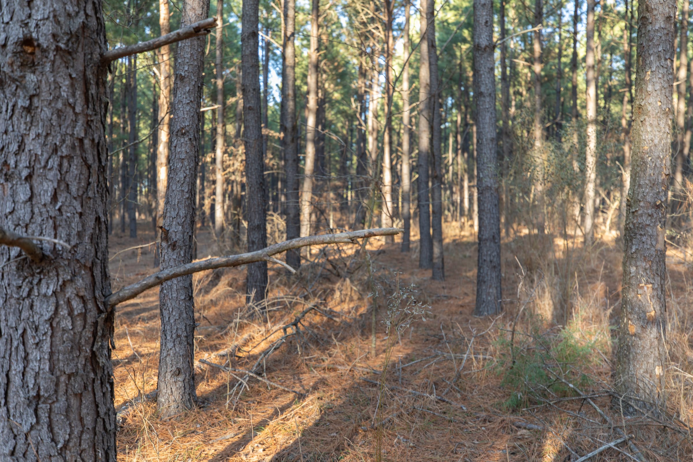 Wishing Star Ranch Tract 56 photo 8