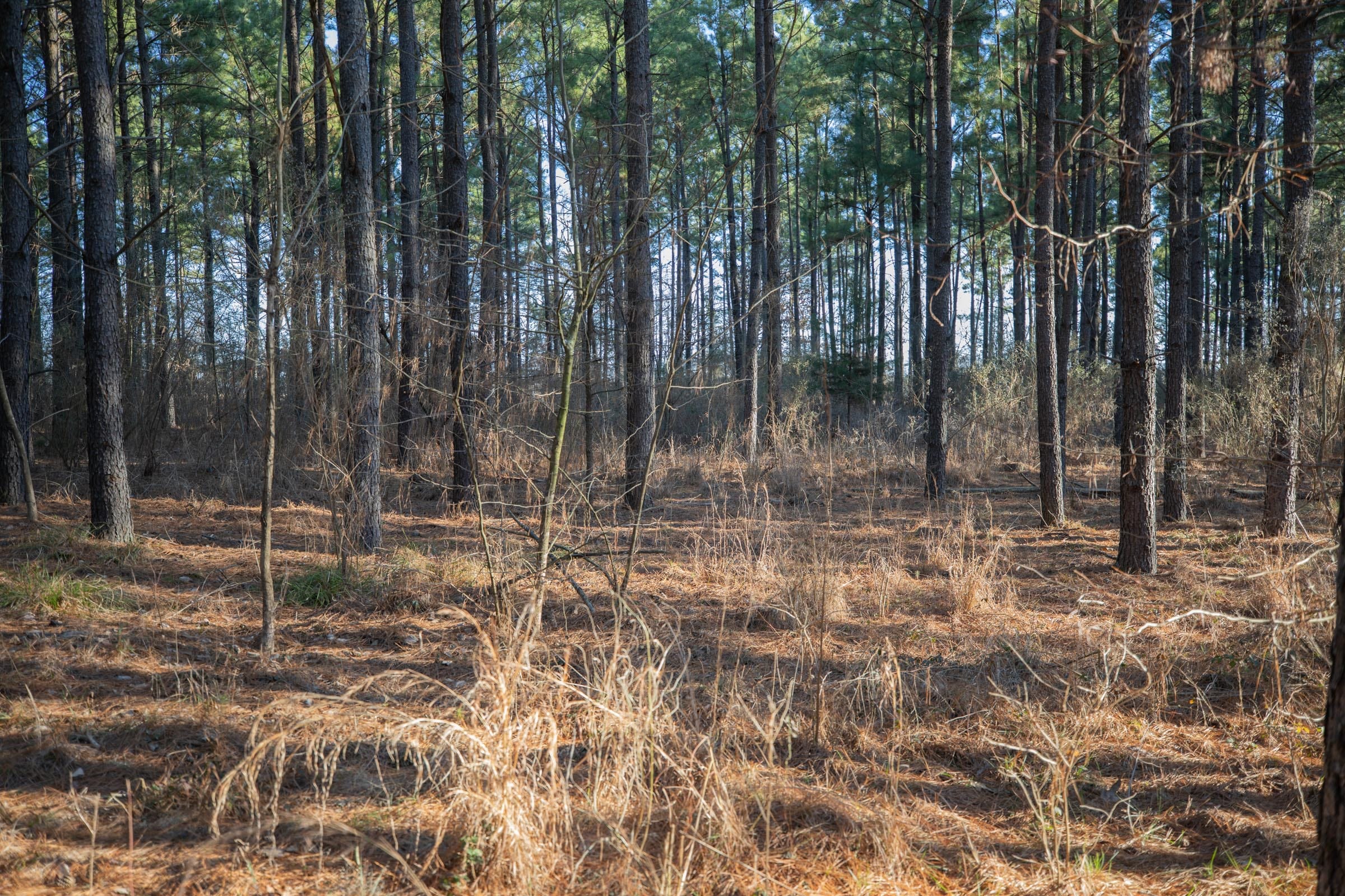 Wishing Star Ranch Tract 56 photo 9