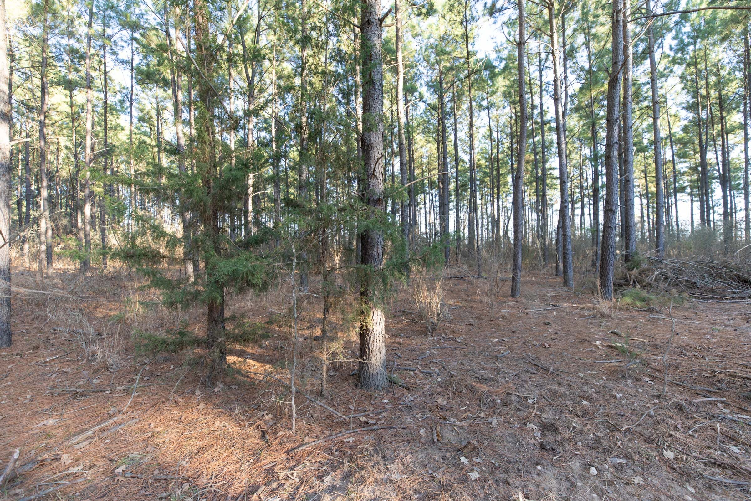 Wishing Star Ranch Tract 56 photo 11