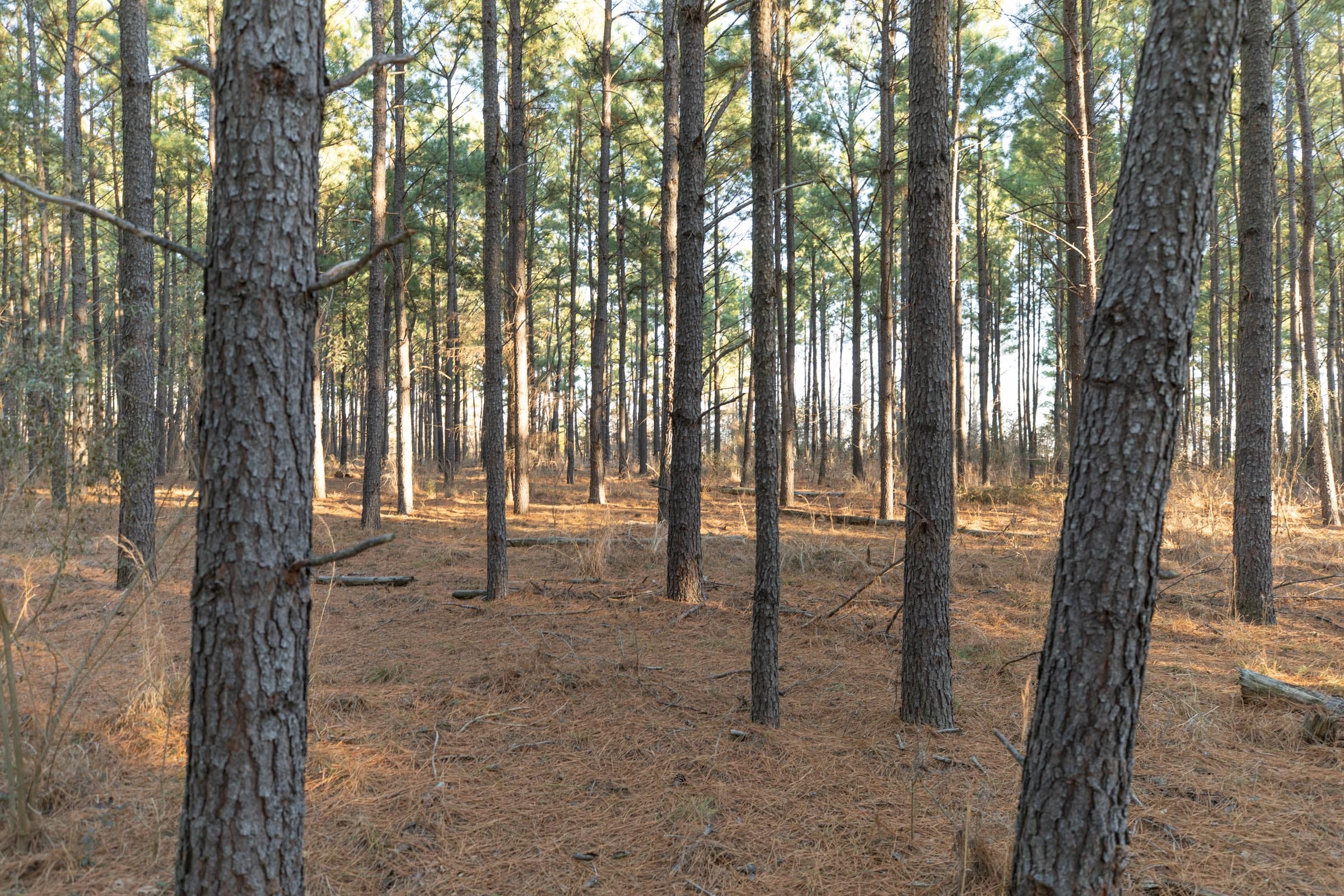 Wishing Star Ranch Tract 56 photo 15