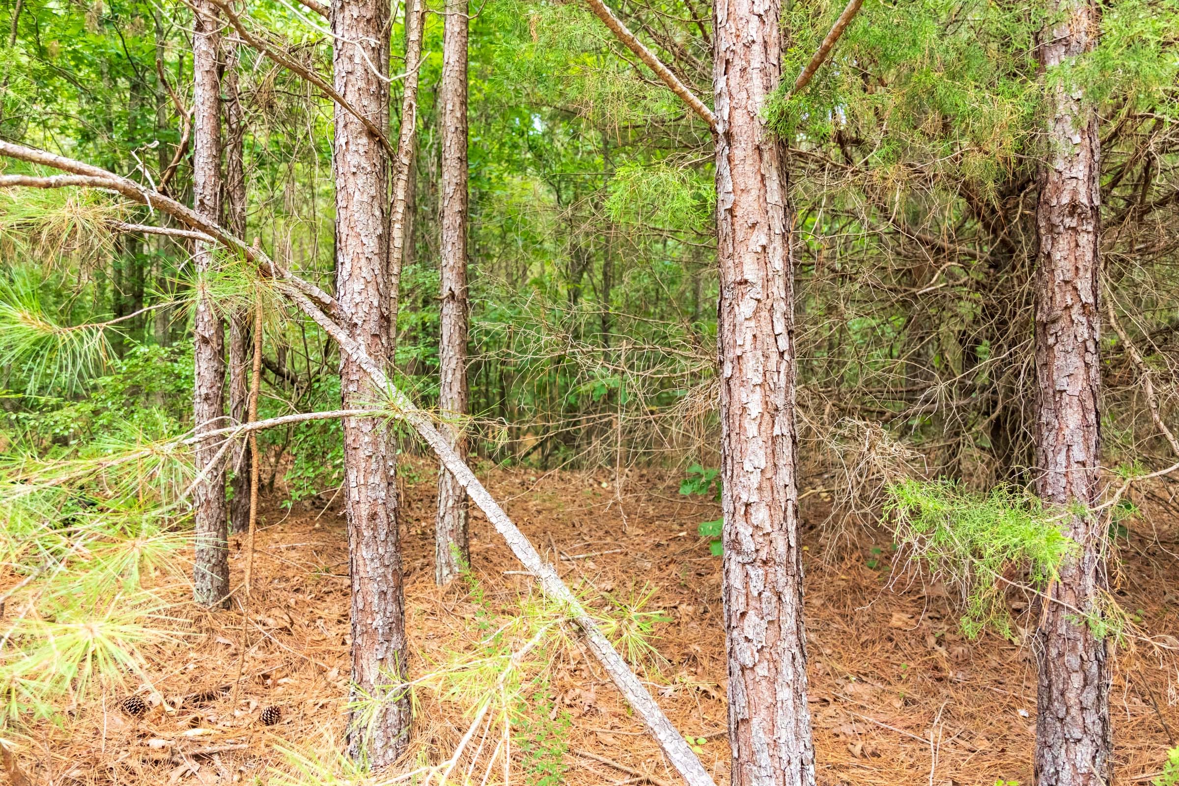 Whiskey Ridge Tract 50 photo 6