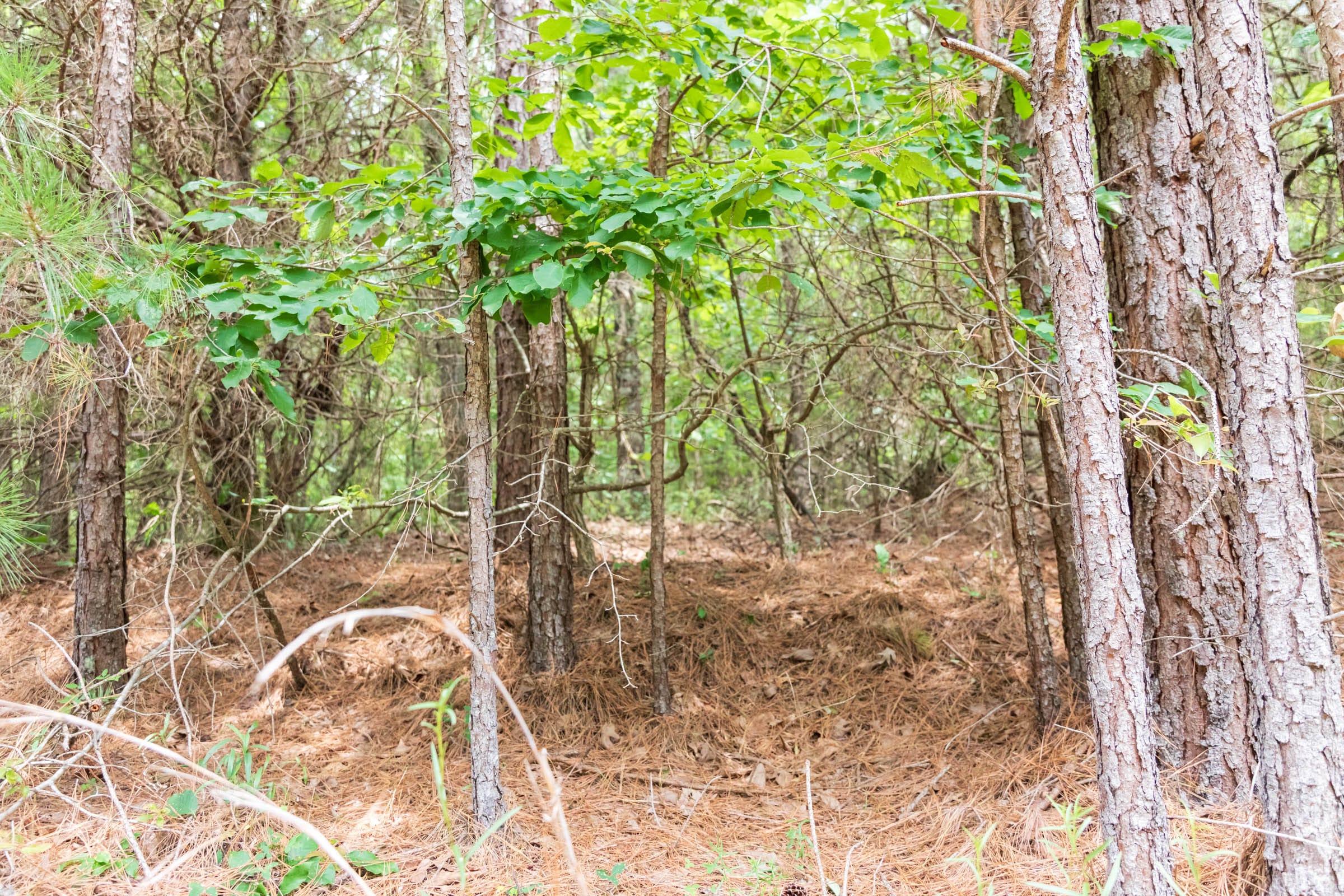 Whiskey Ridge Tract 50 photo 9