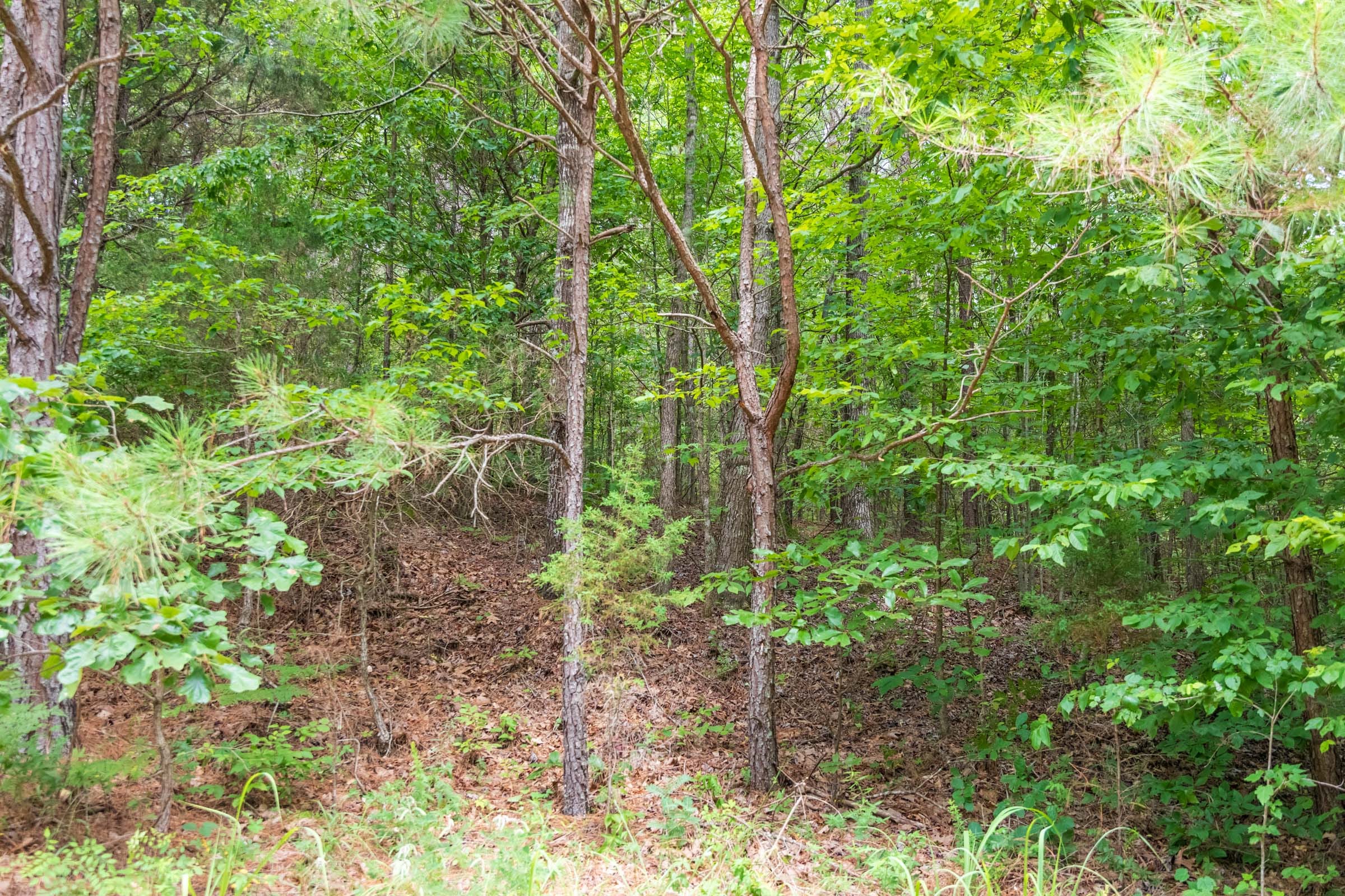 Whiskey Ridge Tract 50 photo 7