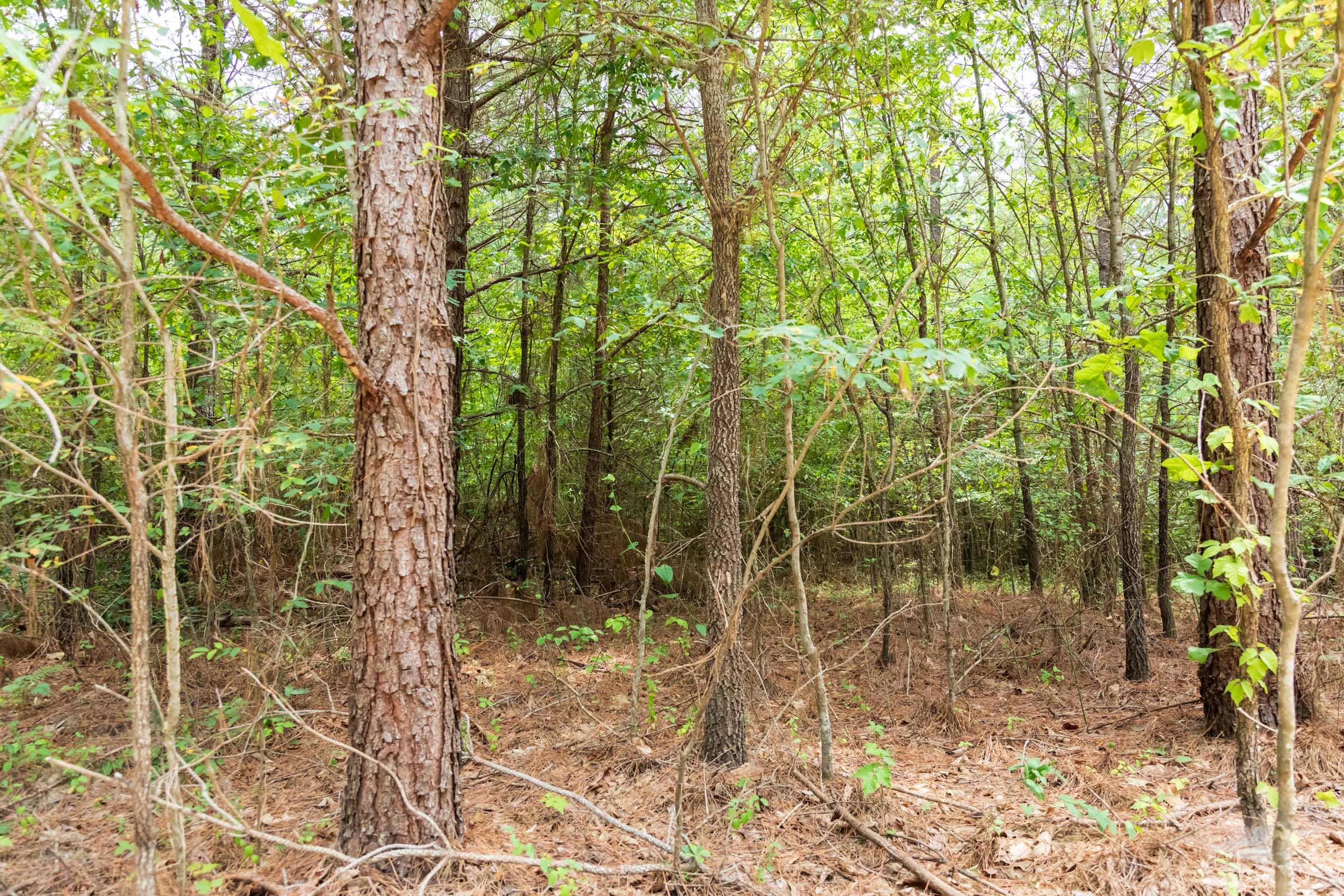 Whiskey Ridge Tract 50 photo 8