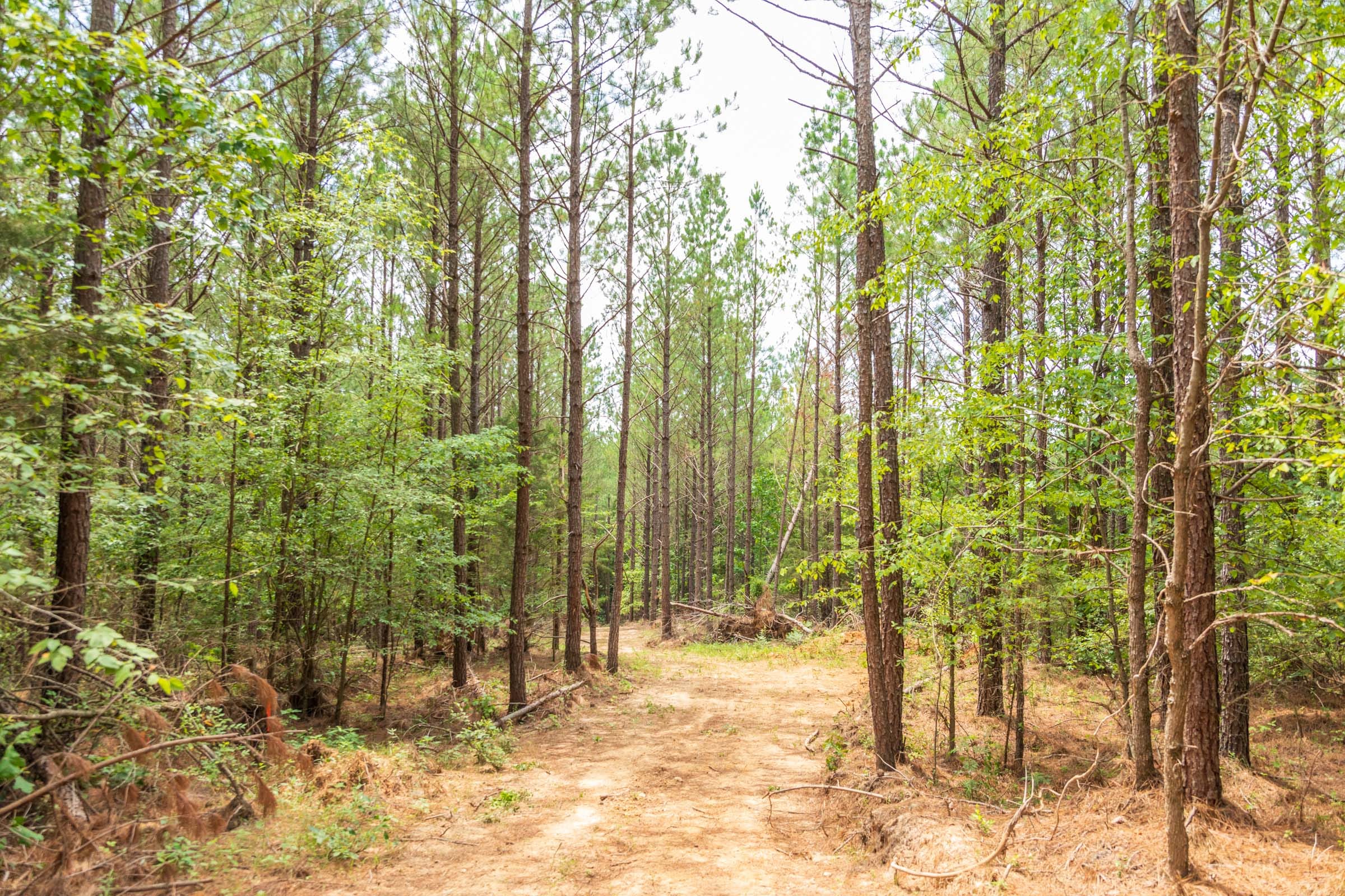 Whiskey Ridge Tract 50 photo 3