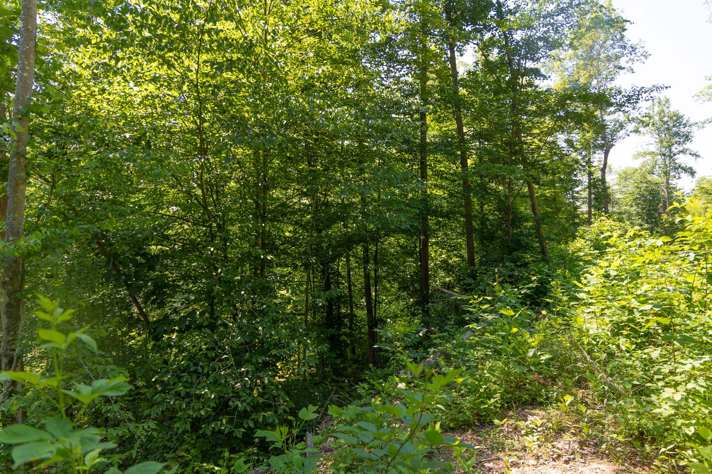 Creek Hollow Phase II Tract 70 photo 10
