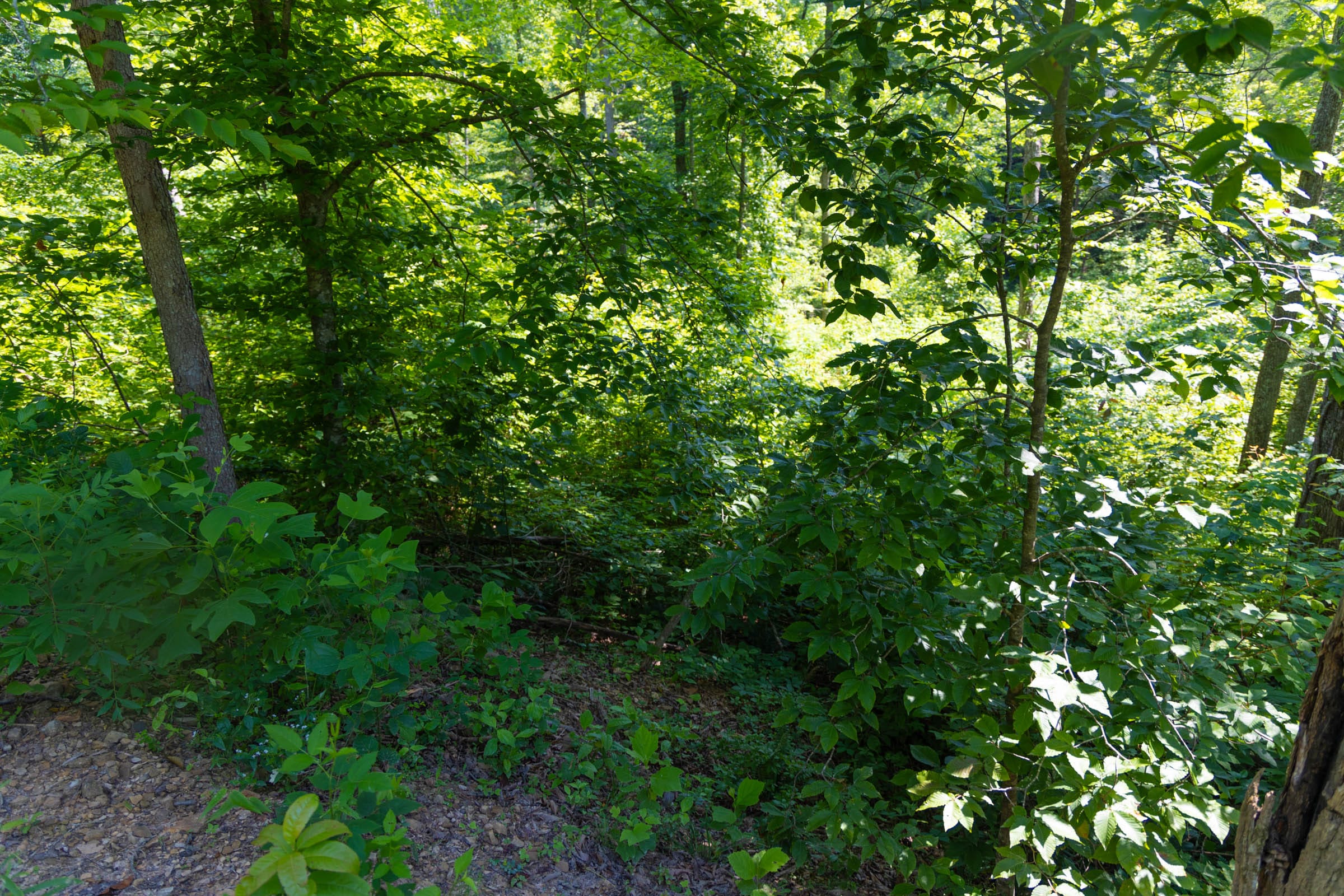 Creek Hollow Phase II Tract 70 photo 4