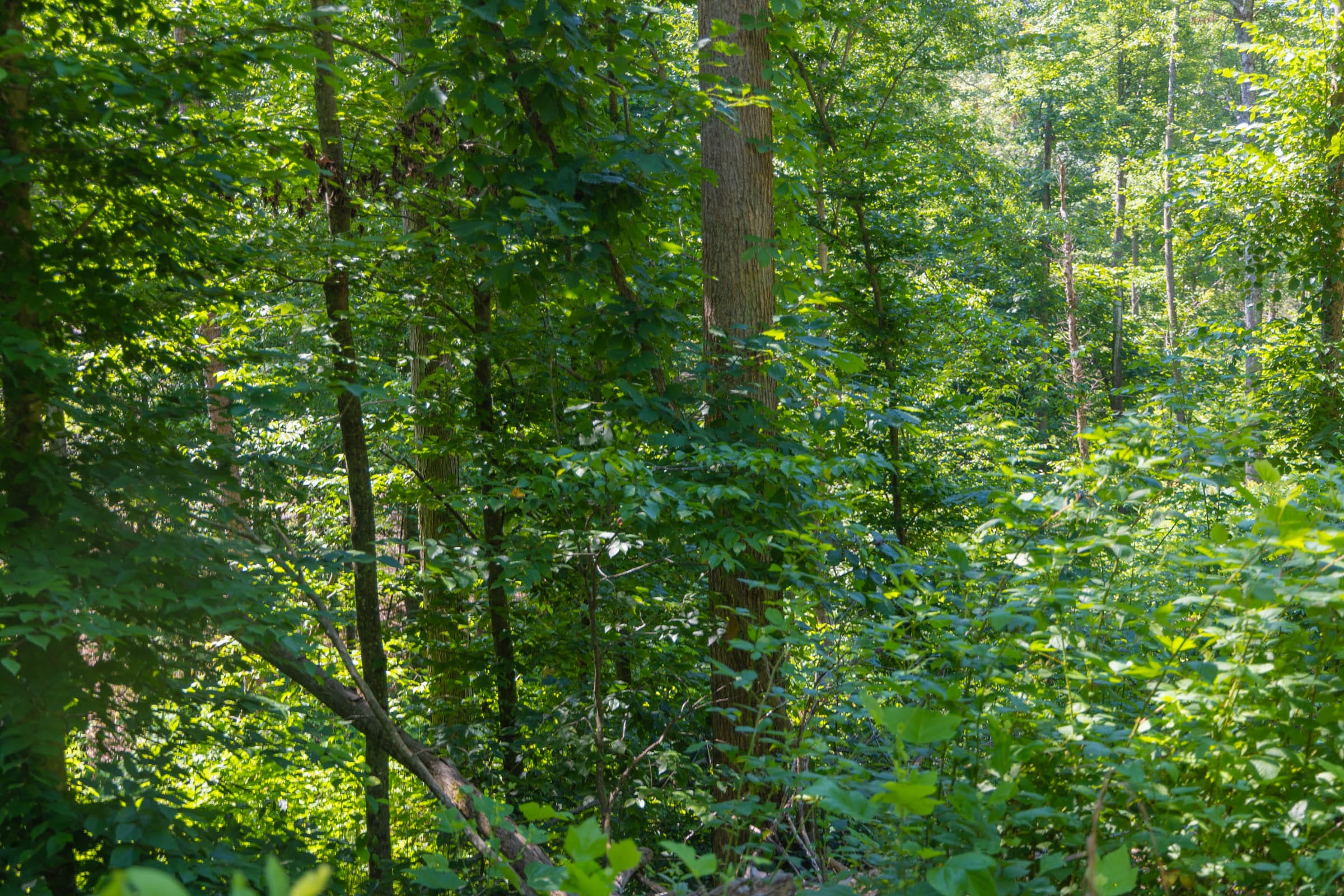 Creek Hollow Phase II Tract 70 photo 3