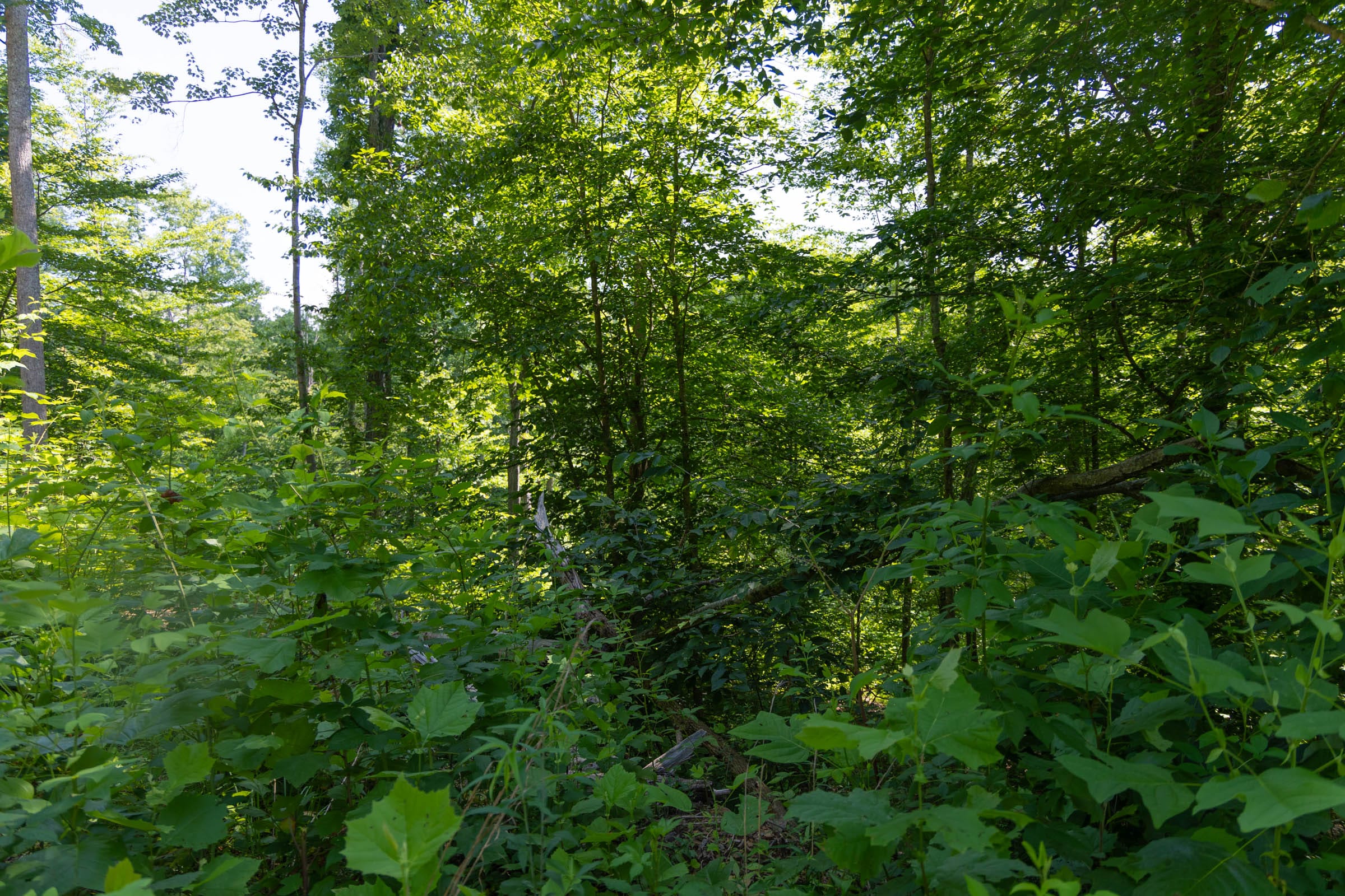 Creek Hollow Phase II Tract 70 photo 9