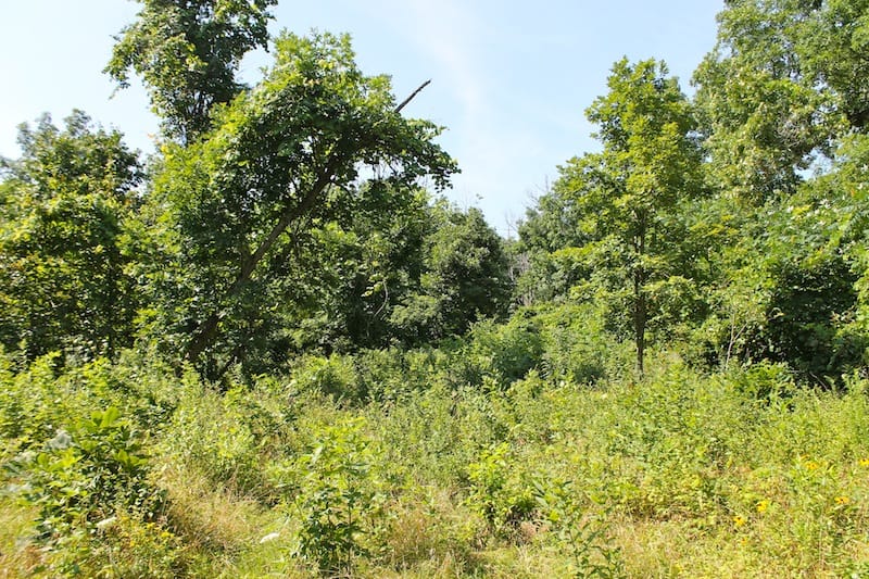 Green Mountain Ranch Tract 14 photo 8