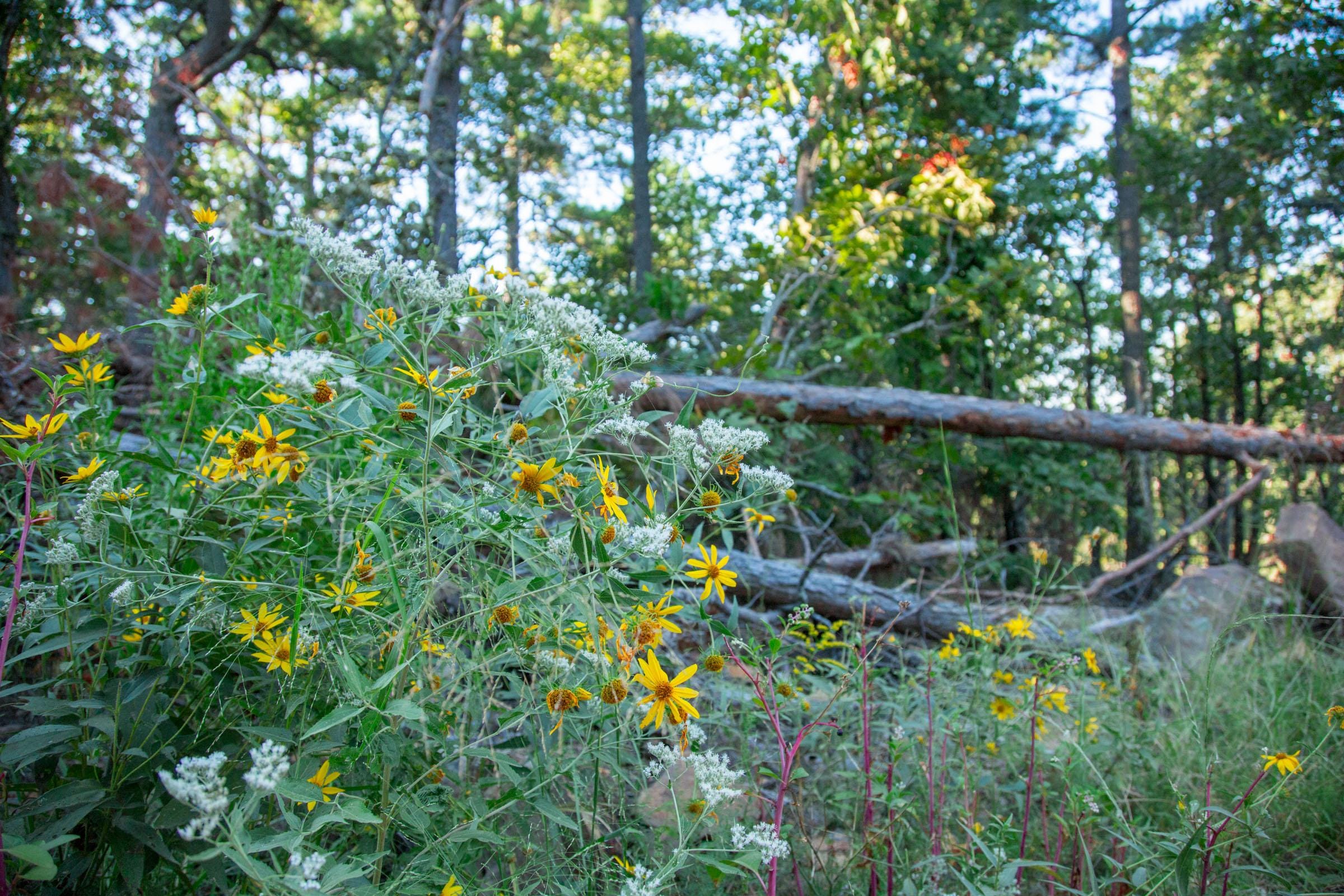 Stone Creek Phase II Tract 279 photo 15