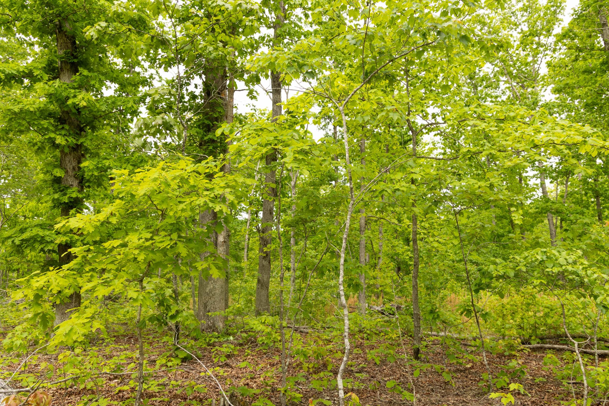 Stardust Estates Tract 20 photo 16