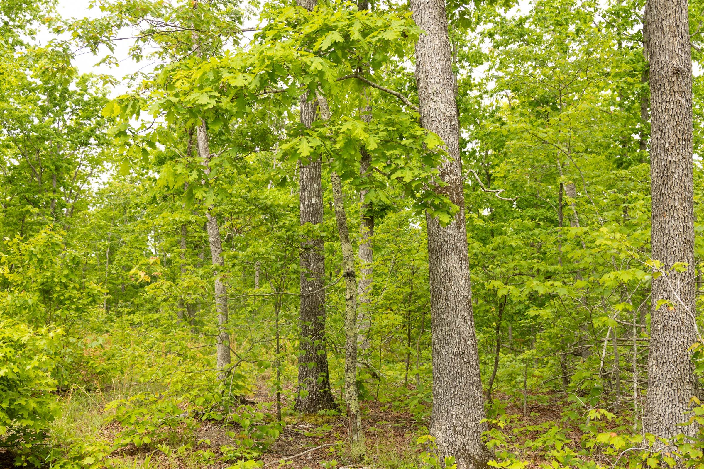 Stardust Estates Tract 20 photo 9