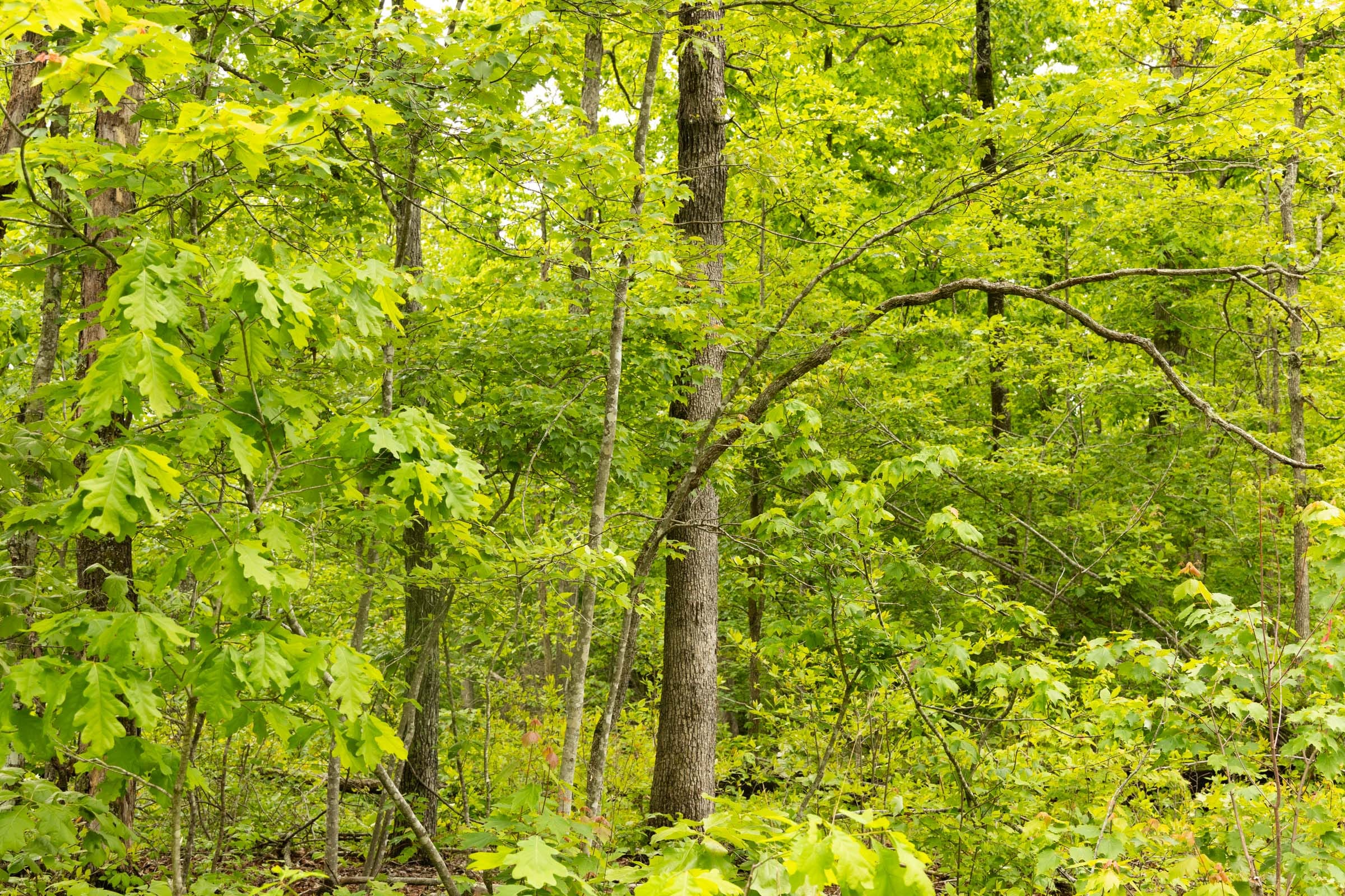 Stardust Estates Tract 20 photo 8