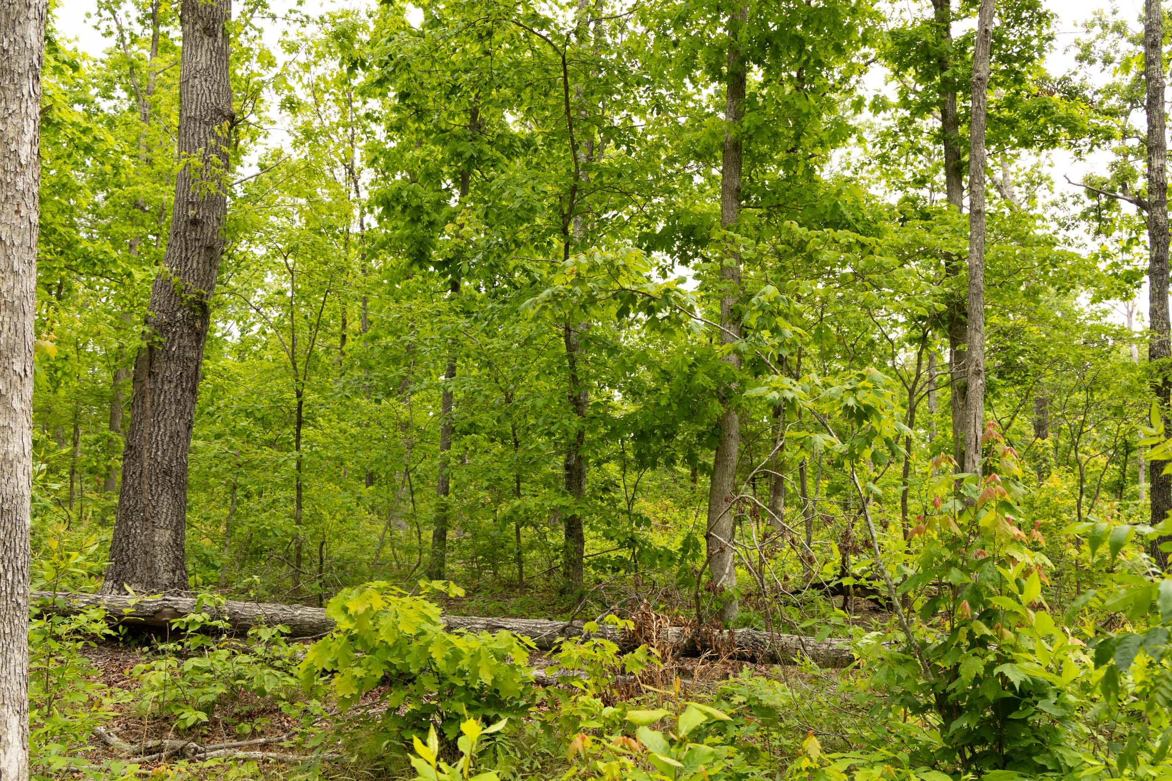 Stardust Estates Tract 20 photo 5