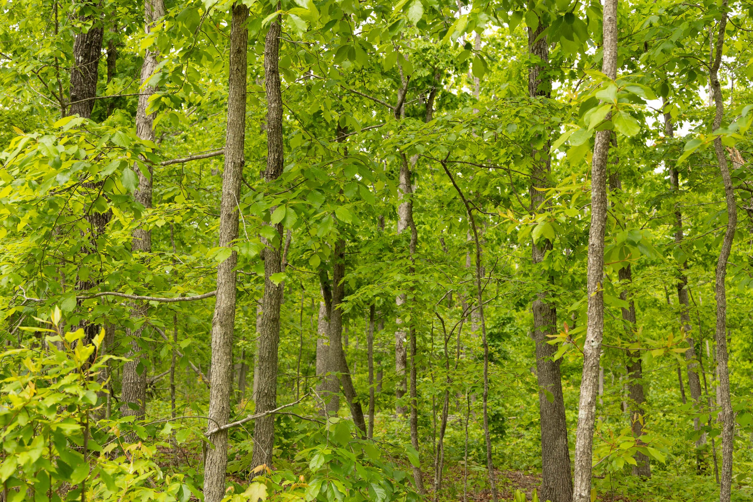 Stardust Estates Tract 20 photo 4