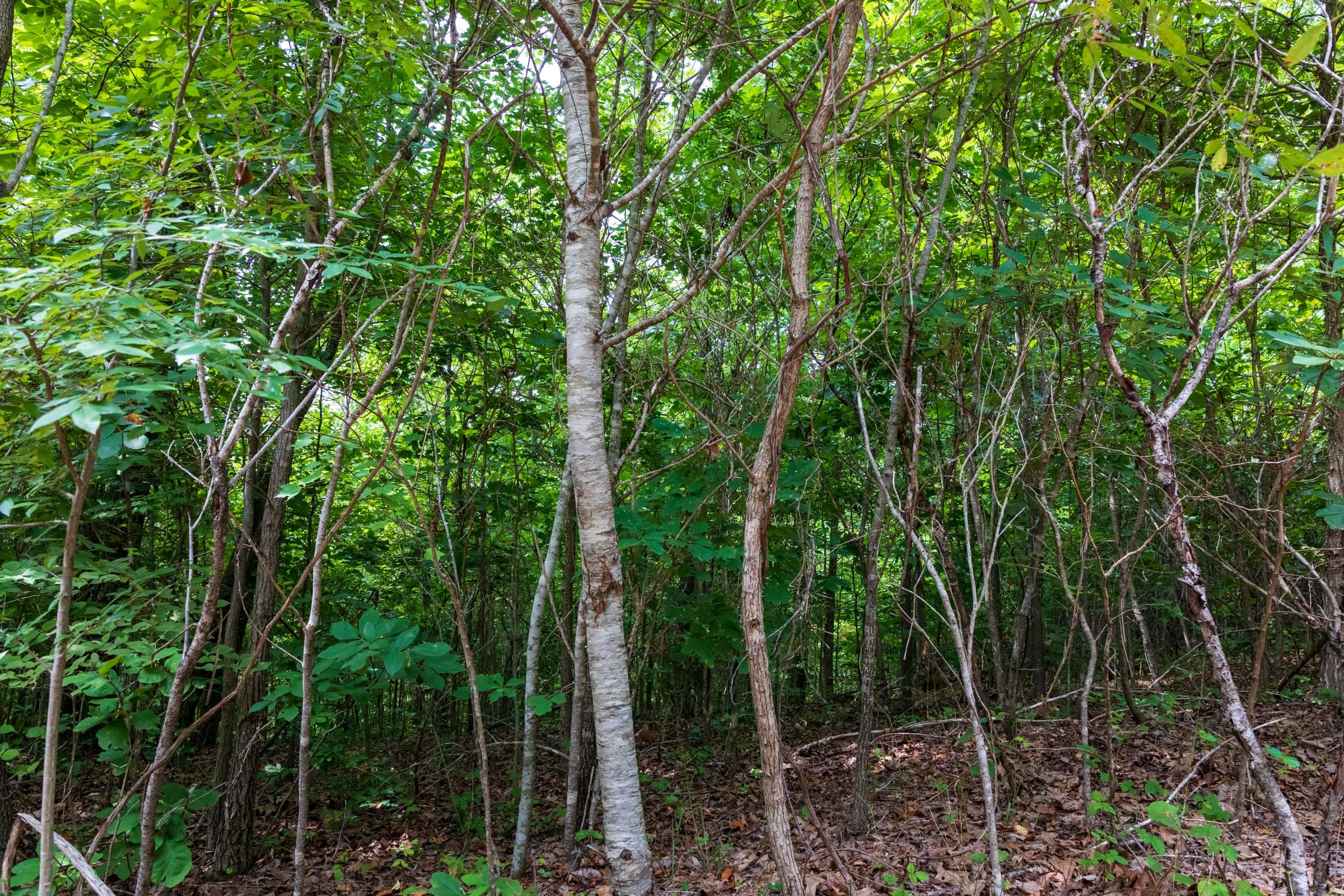 Cypress Ridge Tract 27 photo 2