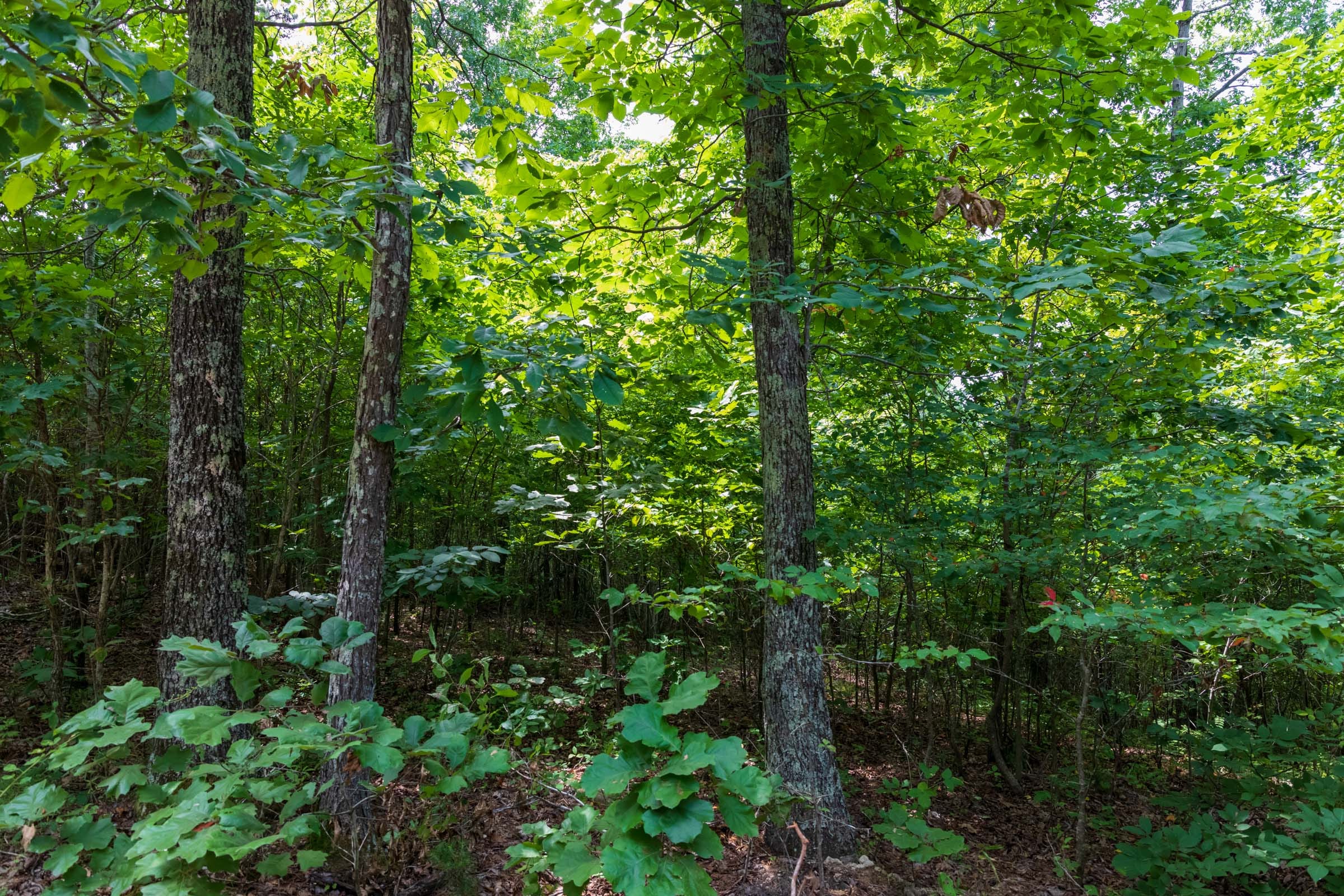 Cypress Ridge Tract 27 photo 5