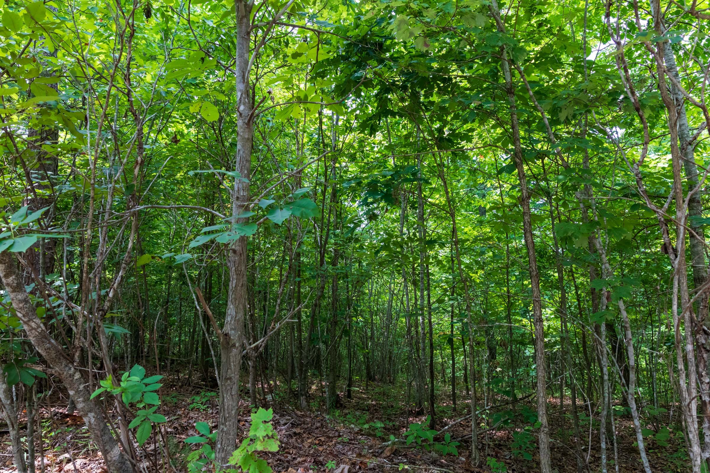 Cypress Ridge Tract 27 photo 6