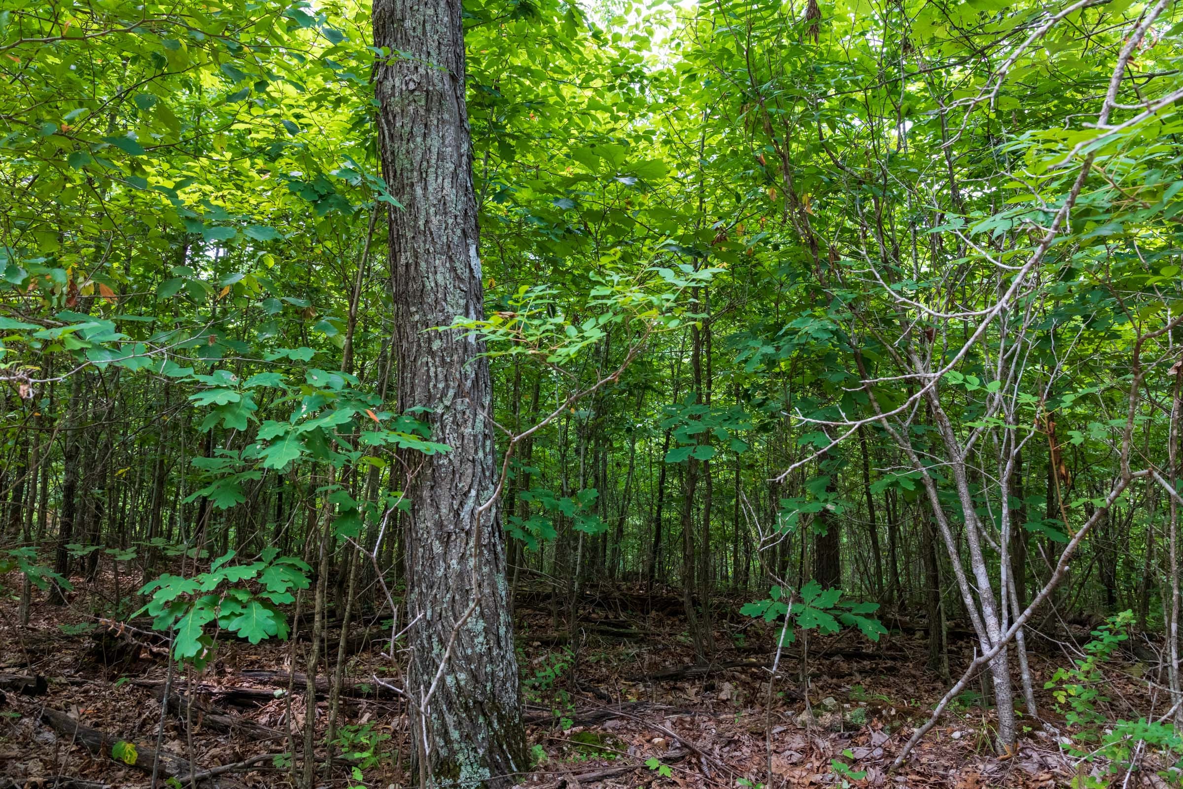 Cypress Ridge Tract 27 photo 8