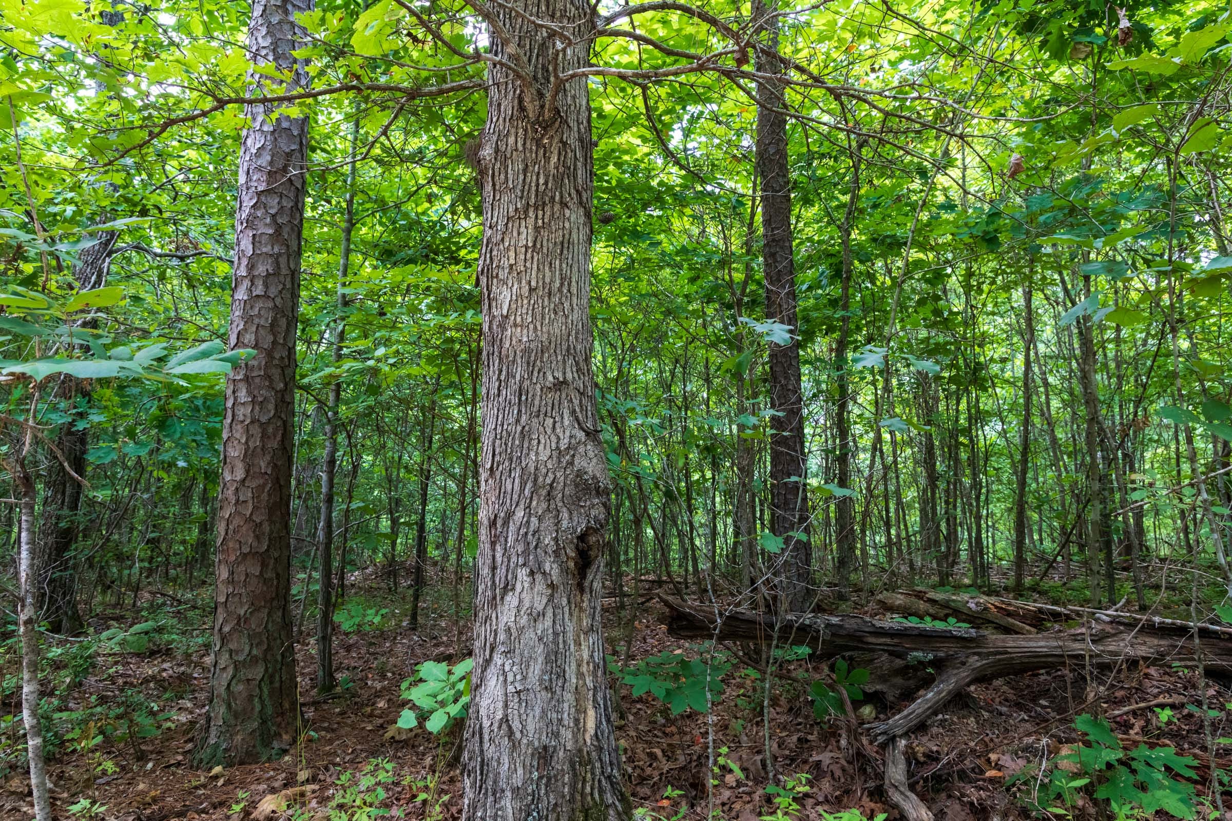 Cypress Ridge Tract 27 photo 10