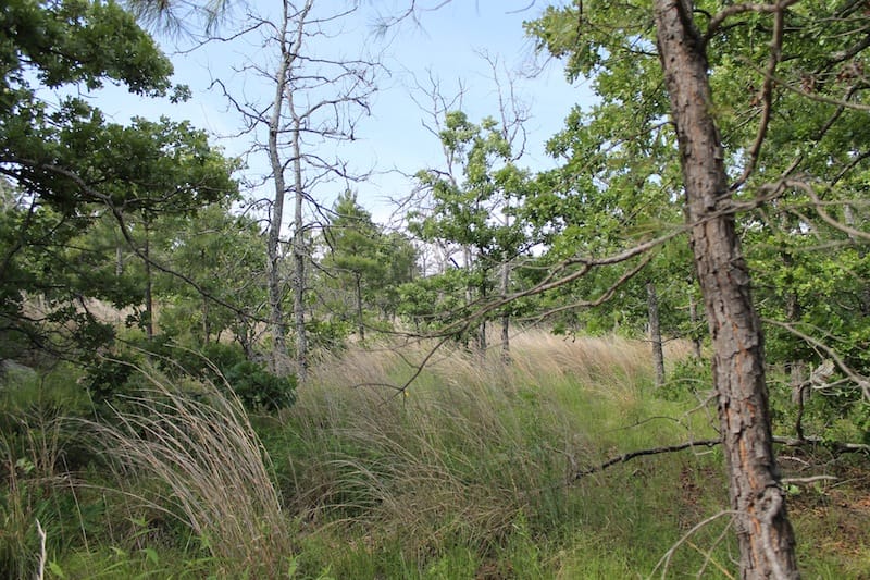 Indian Ridge – Phase II Tract 36 photo 2