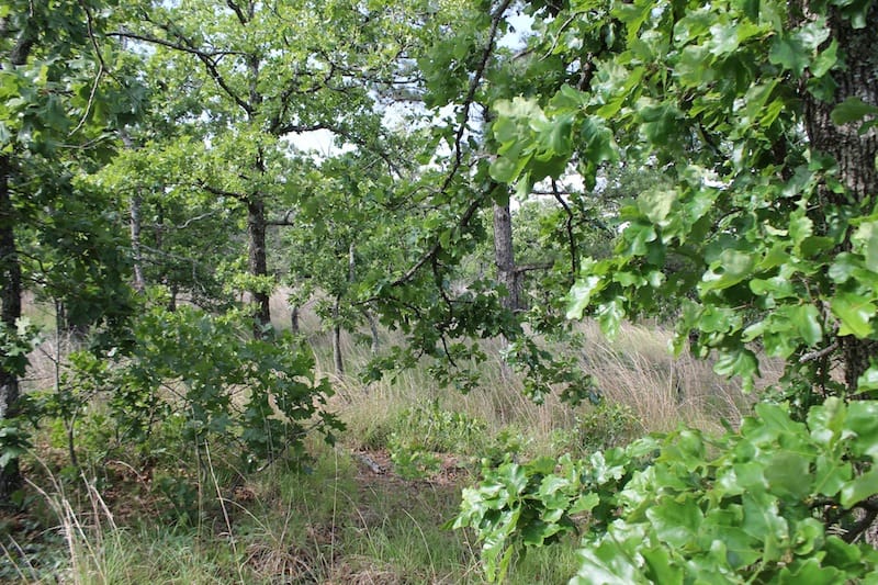 Indian Ridge – Phase II Tract 36 photo 6