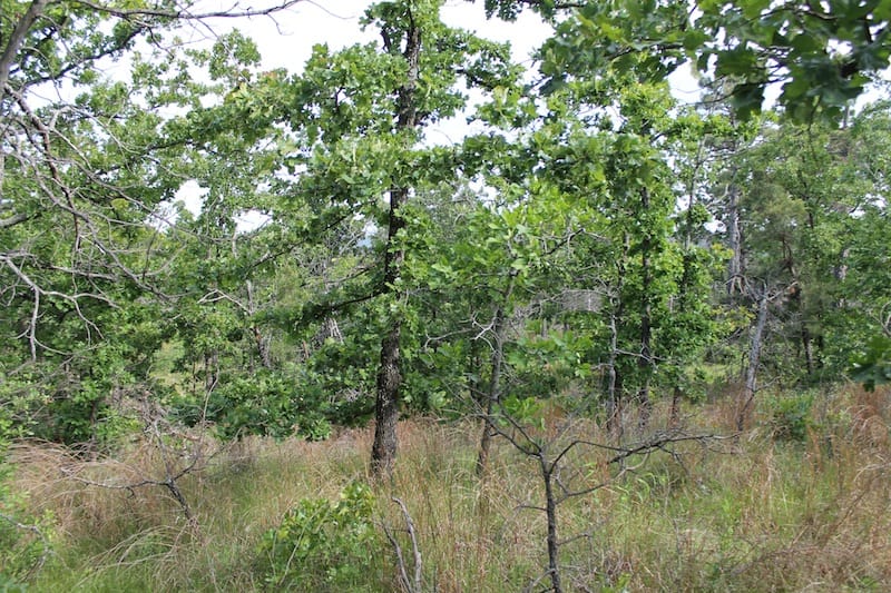Indian Ridge – Phase II Tract 36 photo 7