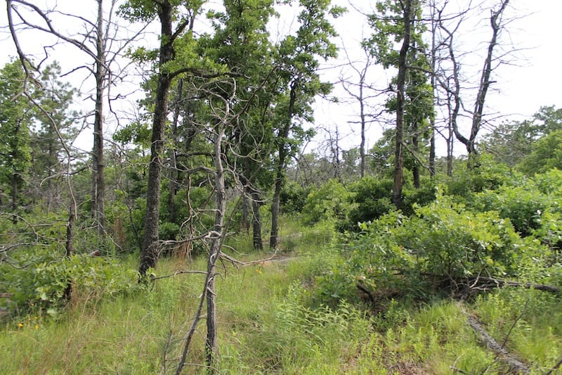 Indian Ridge – Phase II Tract 36 photo 8