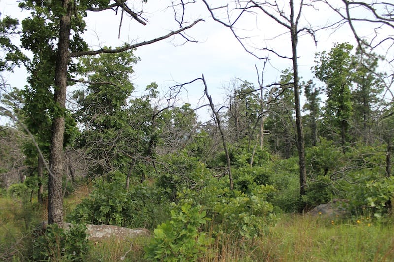 Indian Ridge – Phase II Tract 36 photo 9
