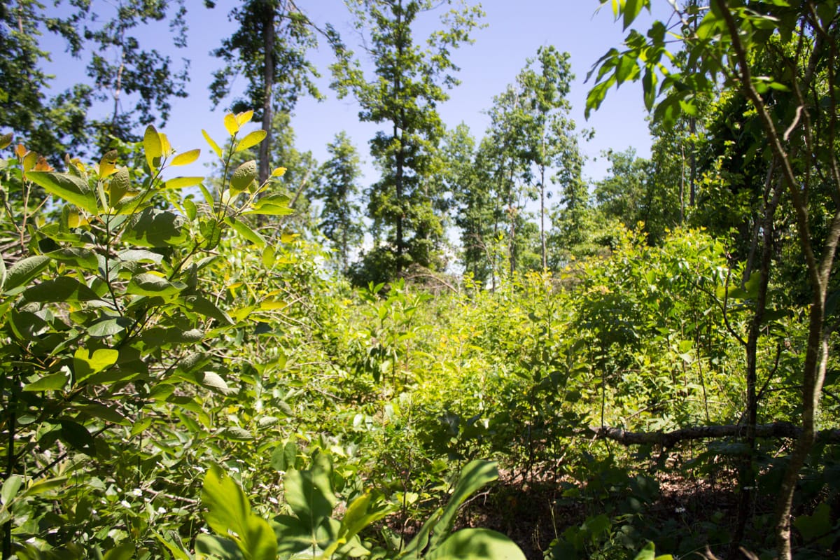 Timber Crossing Tract 1 photo 2