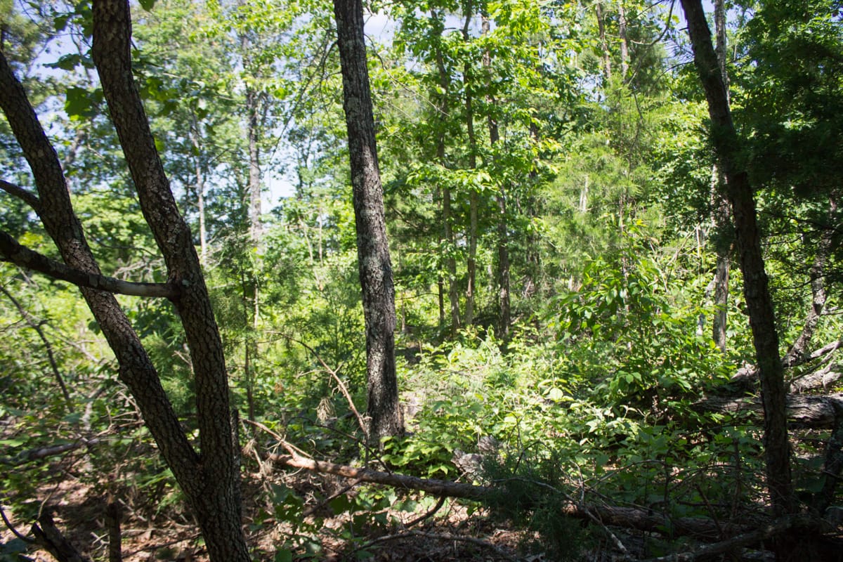 Timber Crossing Tract 1 photo 4