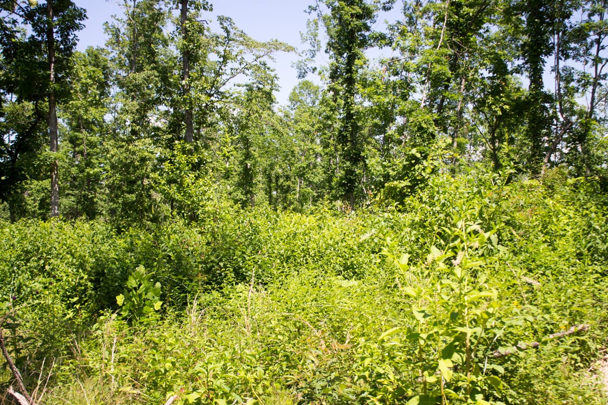 Timber Crossing Tract 1 photo 7