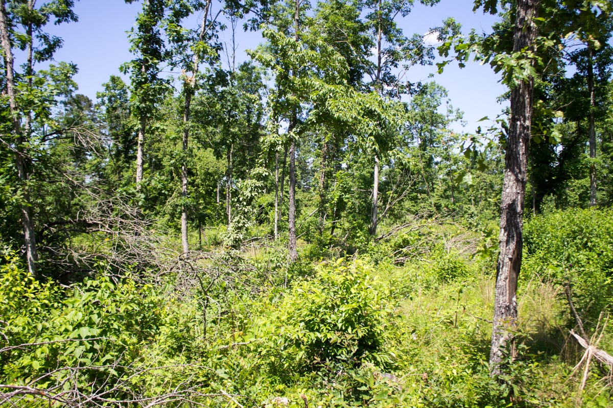 Timber Crossing Tract 1 photo 8
