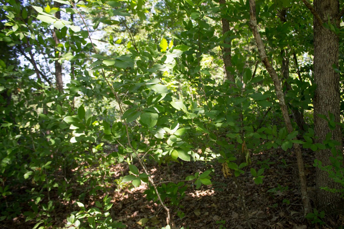 Timber Crossing Tract 1 photo 10