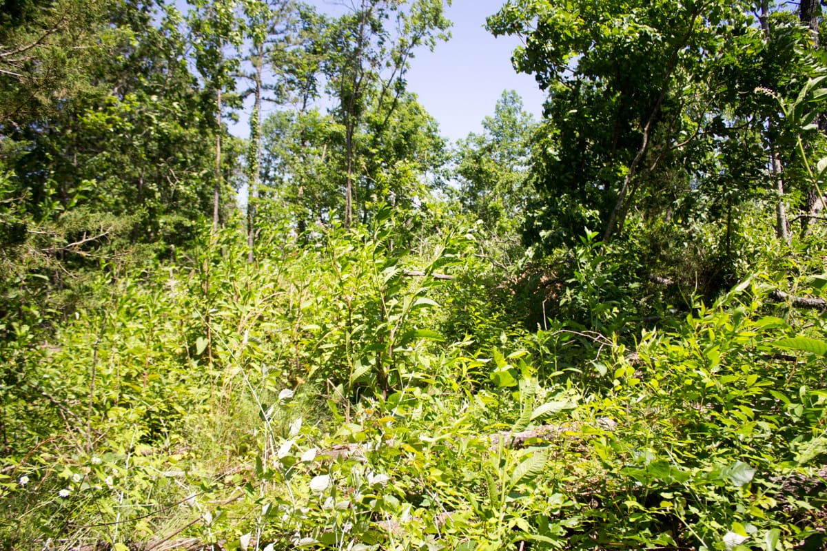 Timber Crossing Tract 1 photo 11