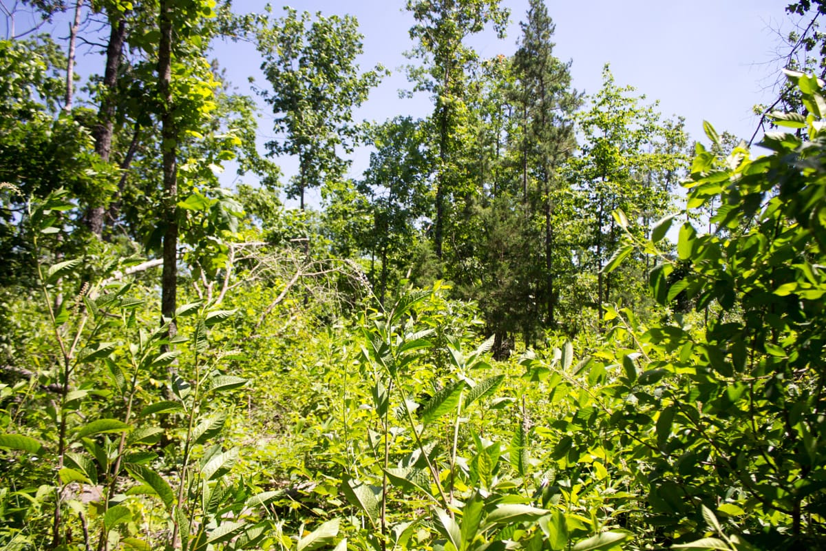 Timber Crossing Tract 1 photo 12