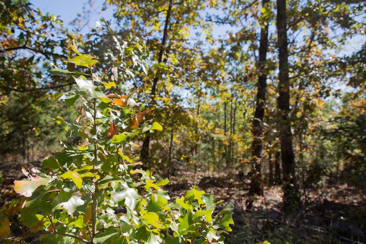 Stone Creek Phase I Tract 173 photo 9