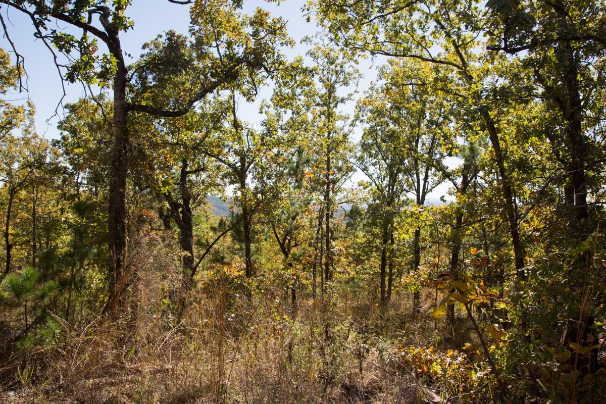 Stone Creek Phase I Tract 173 photo 13